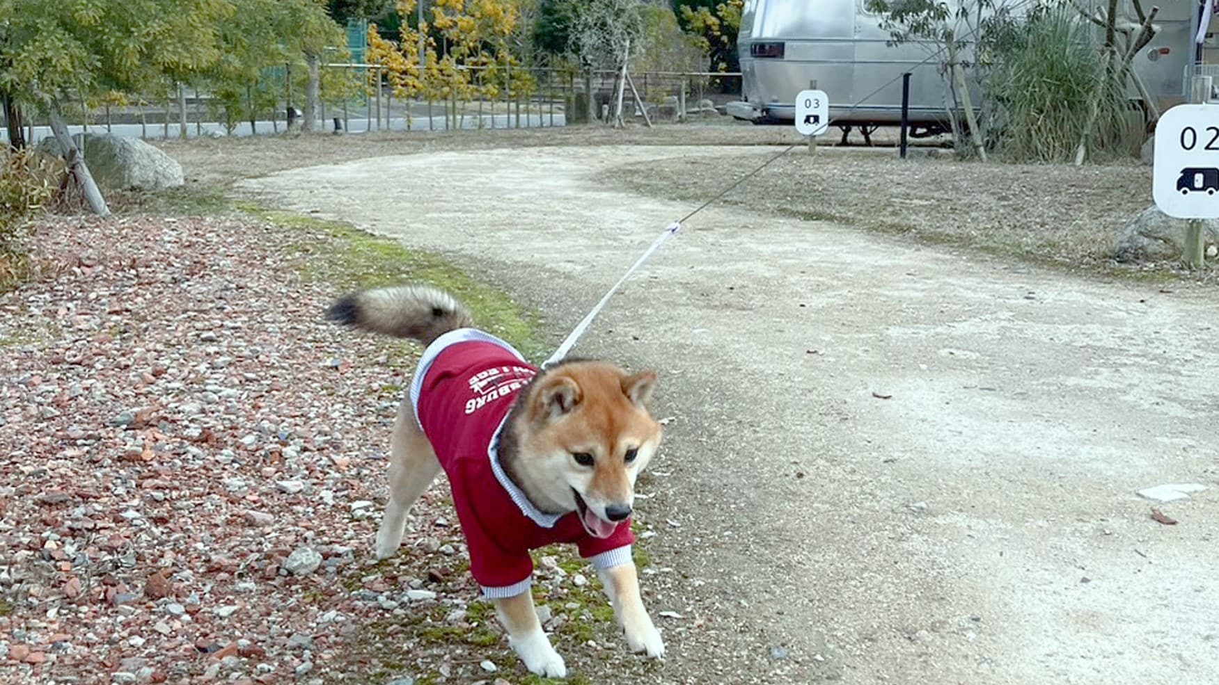 애완 동물도 즐거운 글램핑!