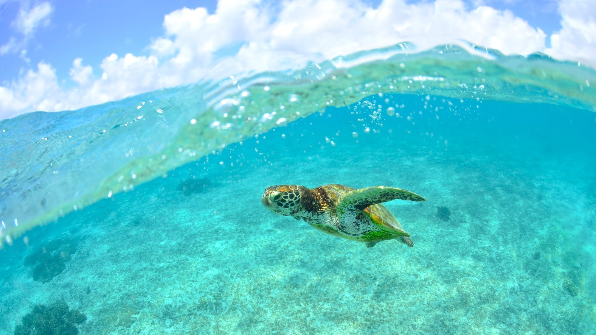 [Shigira Beach (inside the resort)] A beach where you can meet sea turtles as well as coral reefs and tropical fish.