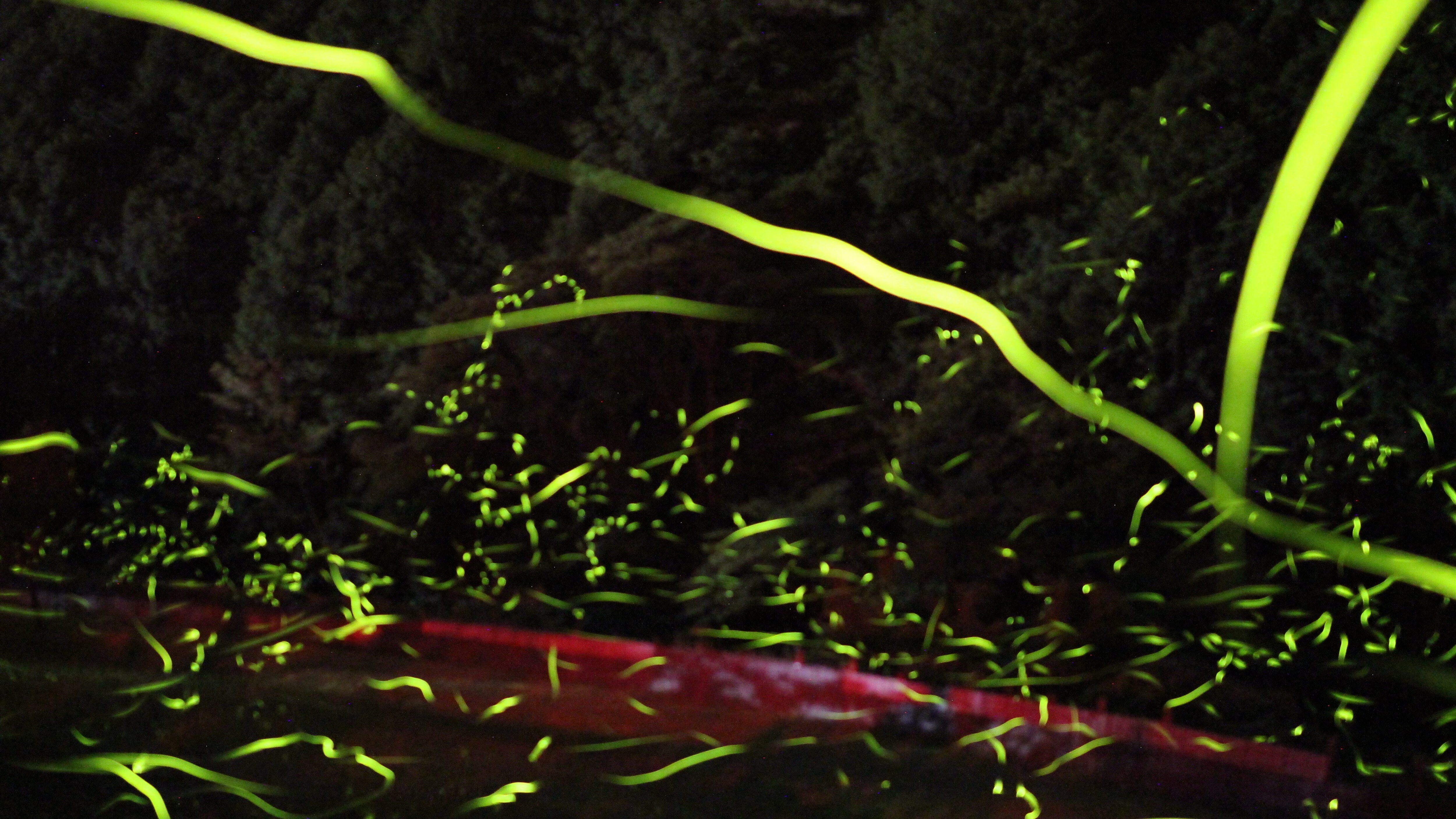 [Nearby] Firefly Village
