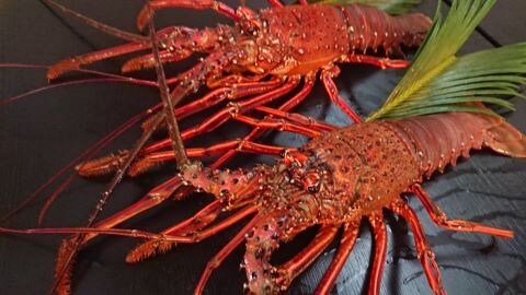Lobster image