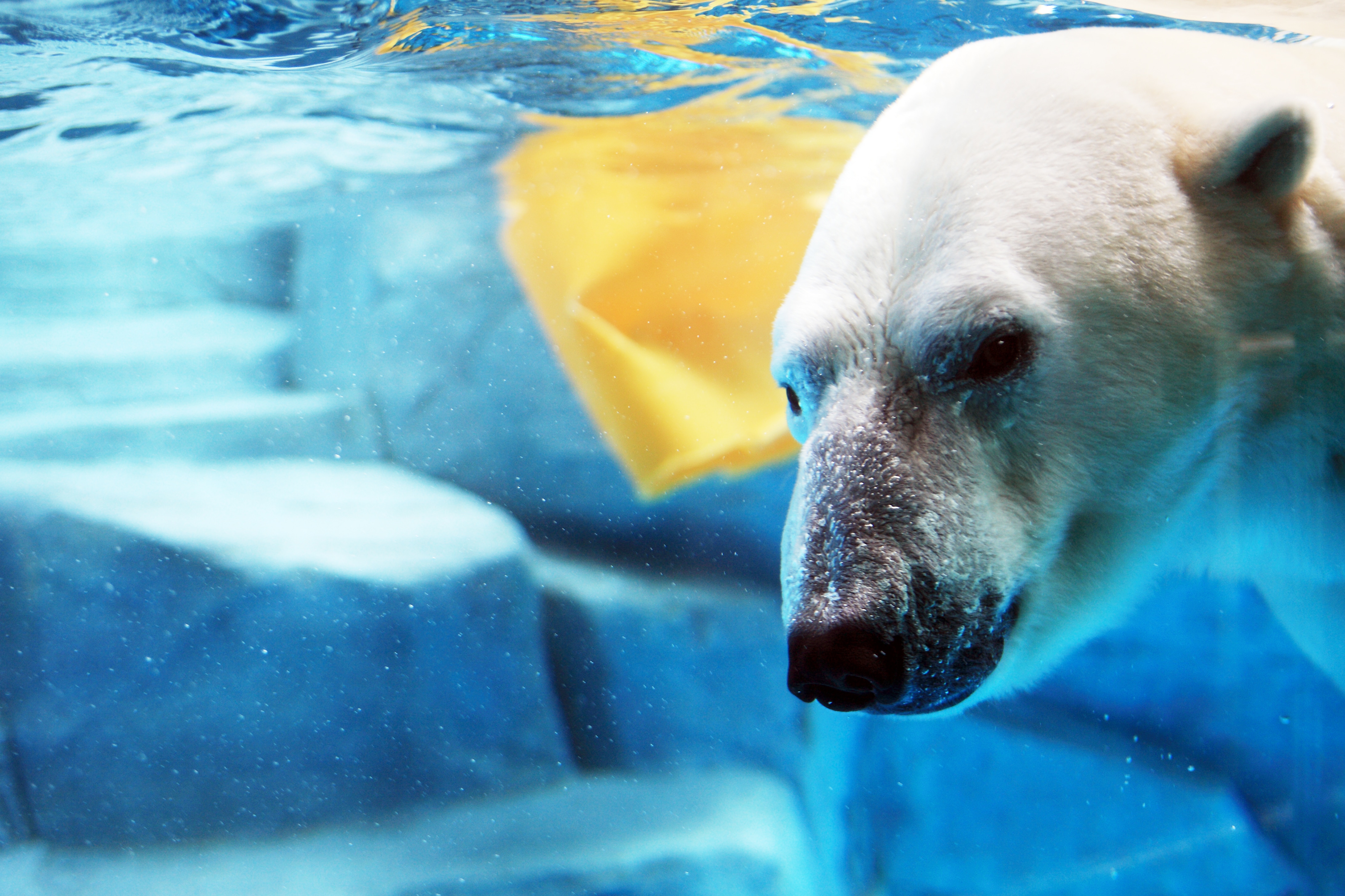 The popular polar bear "Gota-kun" at the GAO aquarium