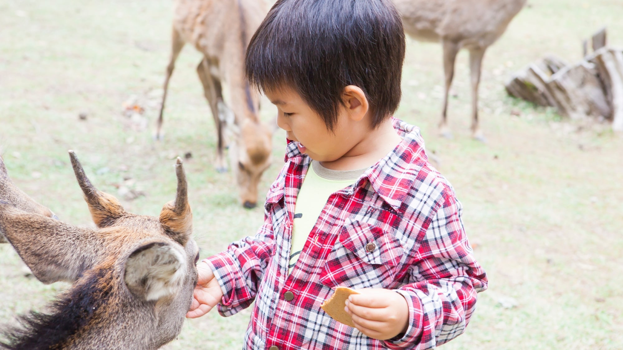 Kids and deer