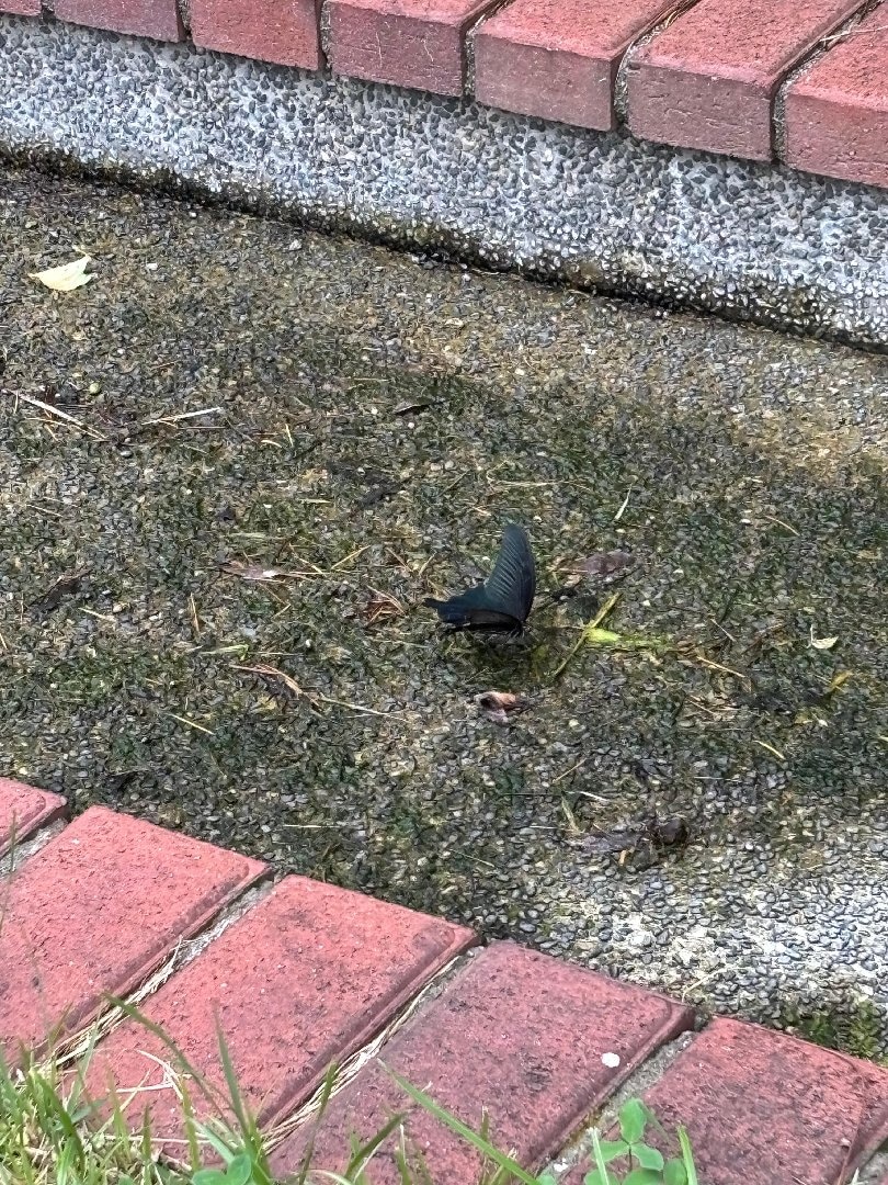 IMG_9679.jpeg