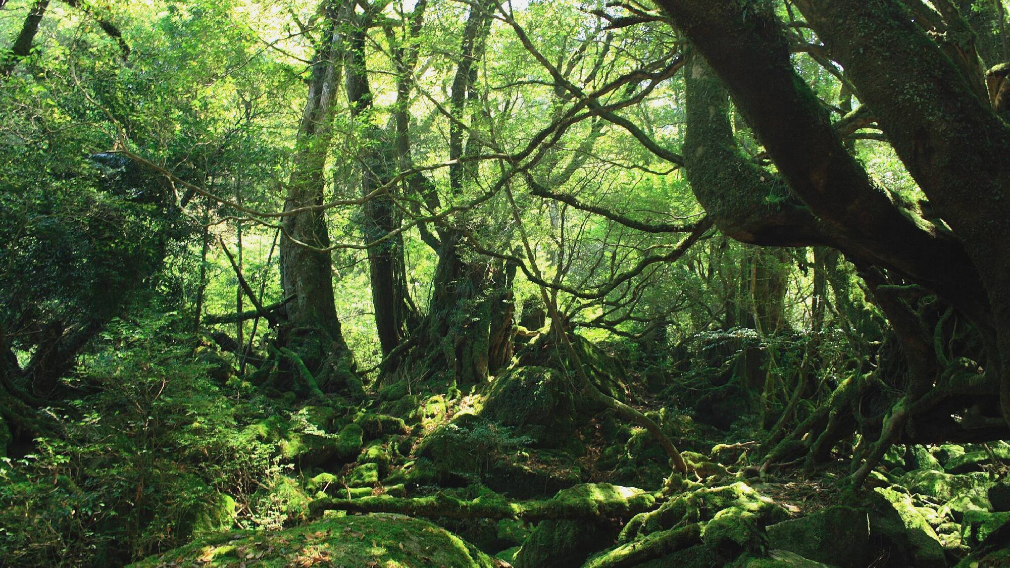 [Shiratani Unsuikyo Gorge]