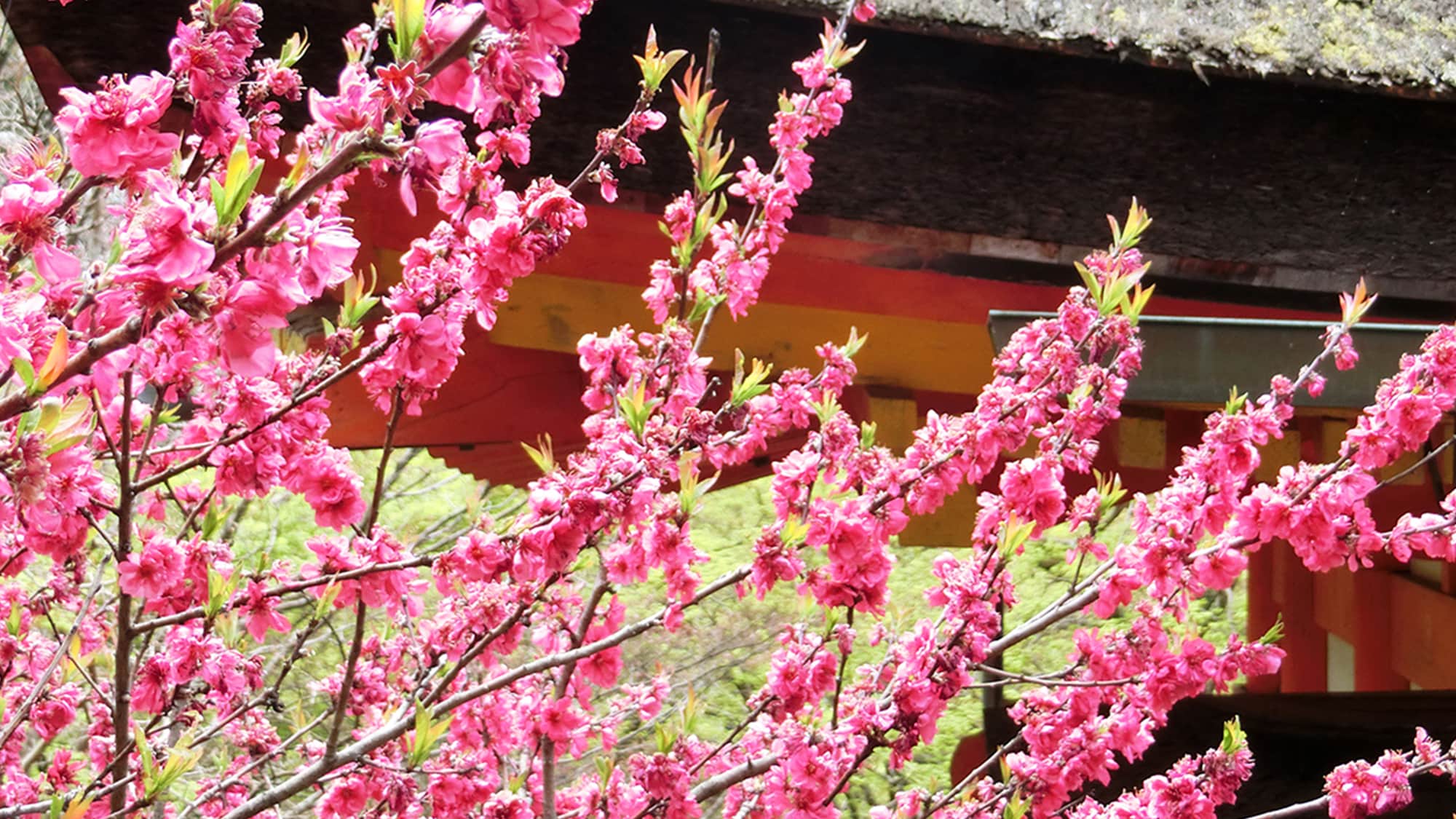 Spring: Late blooms...(in the temple grounds)