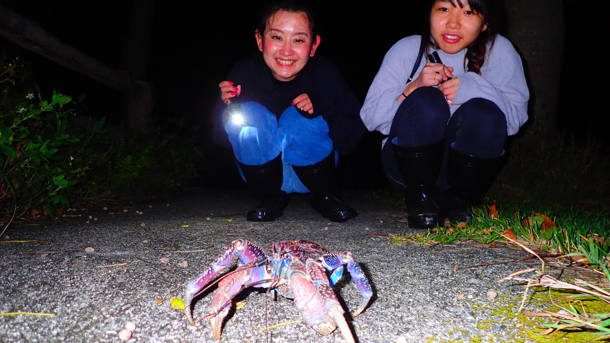 Night Tour