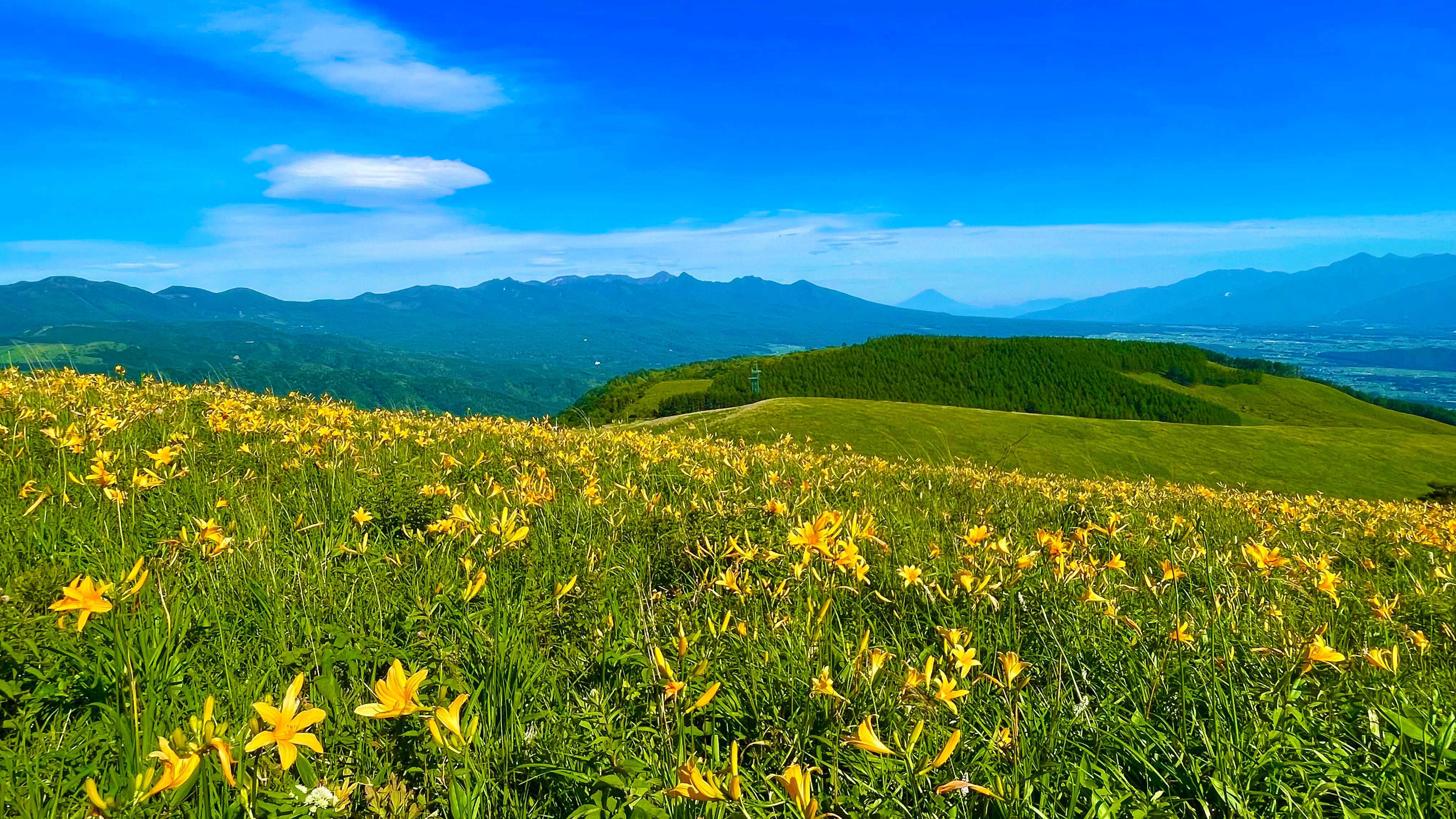 Kurumayama Plateau: Day Hemerocallis