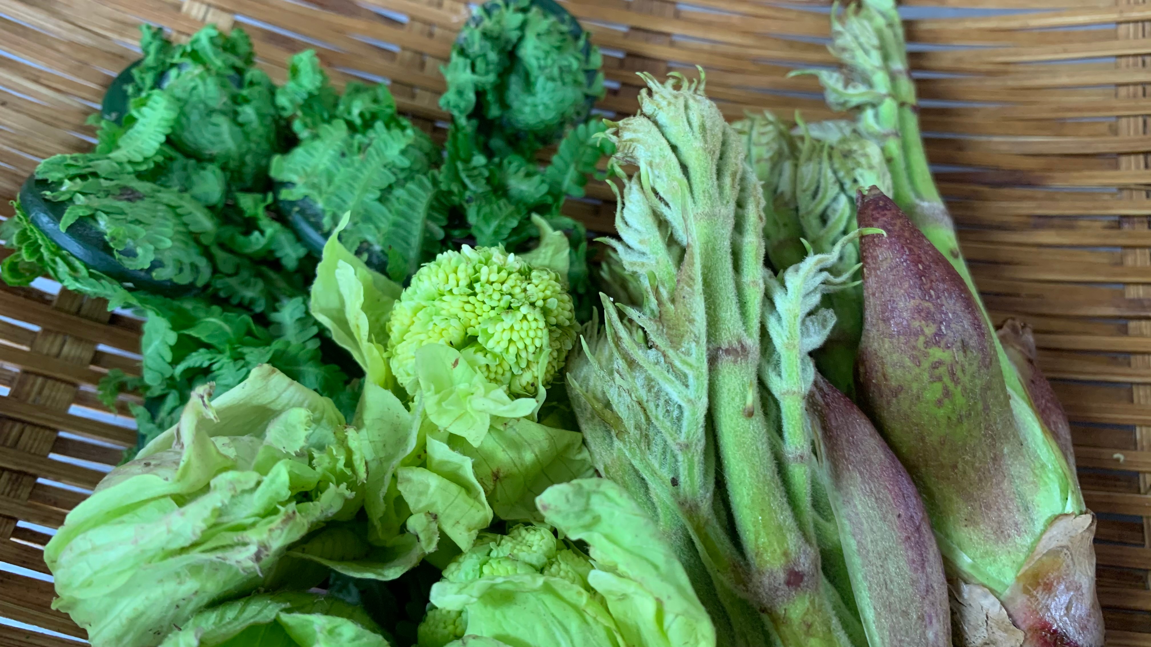春季野生植物