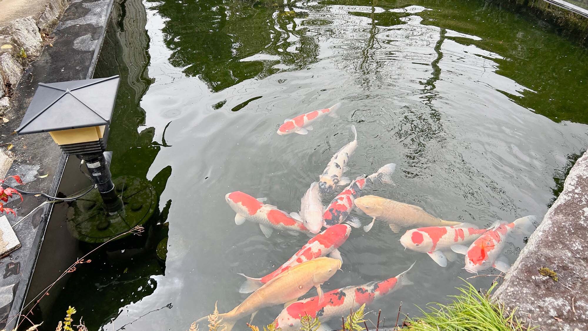 ・[Koi] Generasi sebelumnya beternak koi, oleh karena itu nama tokonya adalah "Koiya." Ikan mas berwarna-warni masih berenang dengan anggun.