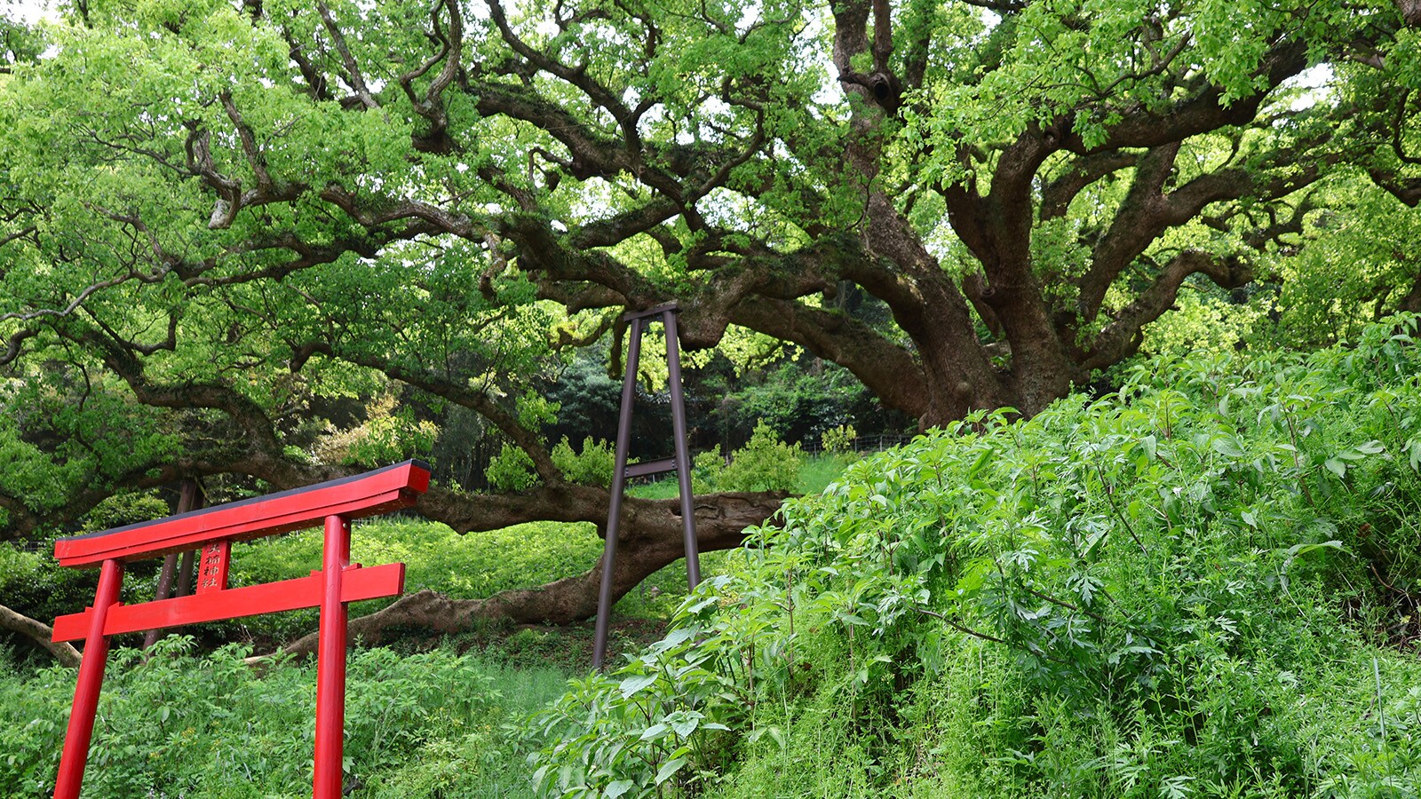 Okusu's Shishijima Island Sightseeing Support Accommodation Plan