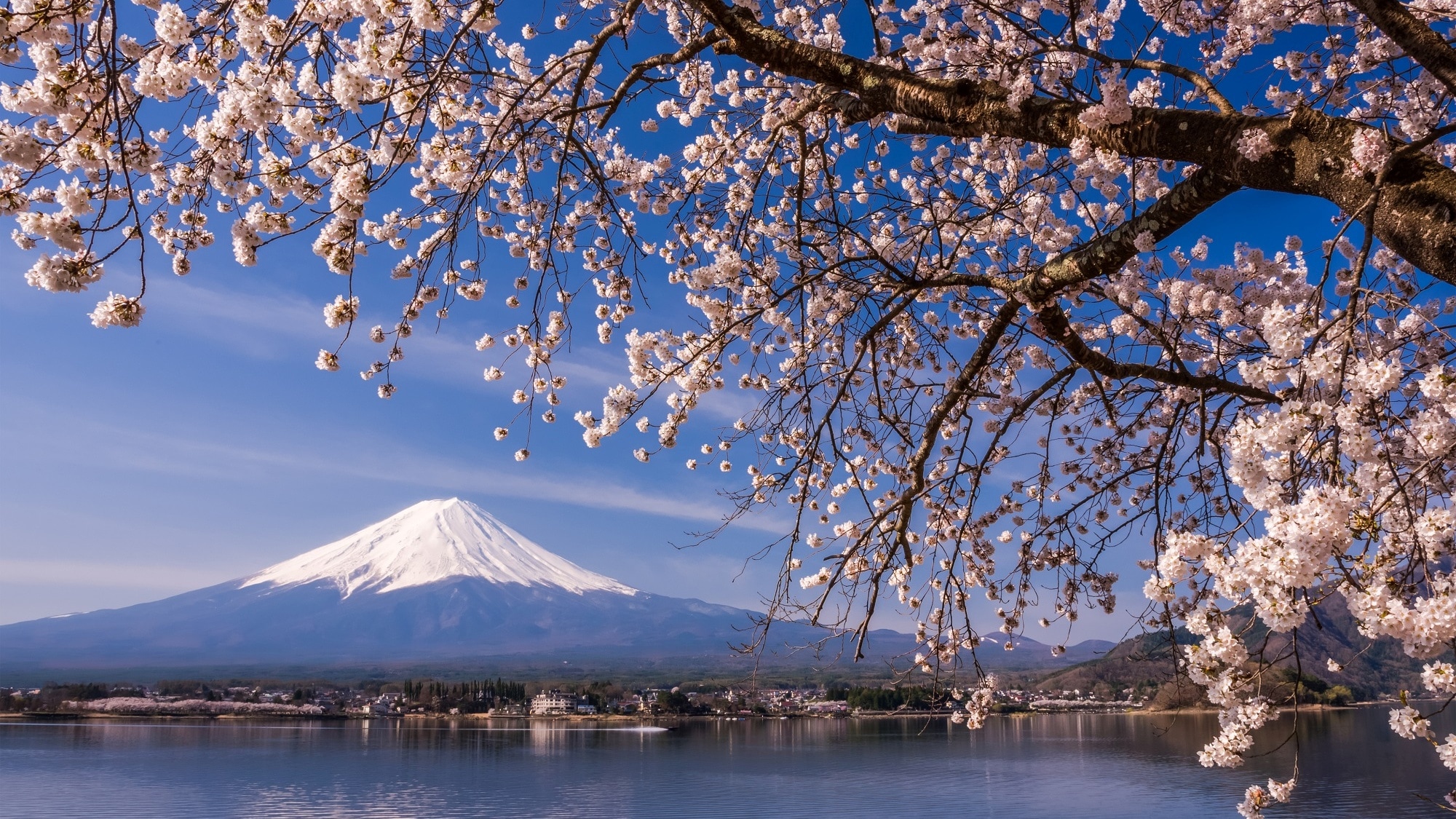 ในฤดูใบไม้ผลิ คุณสามารถชมดอกซากุระและภูเขาไฟฟูจิอันสวยงามได้