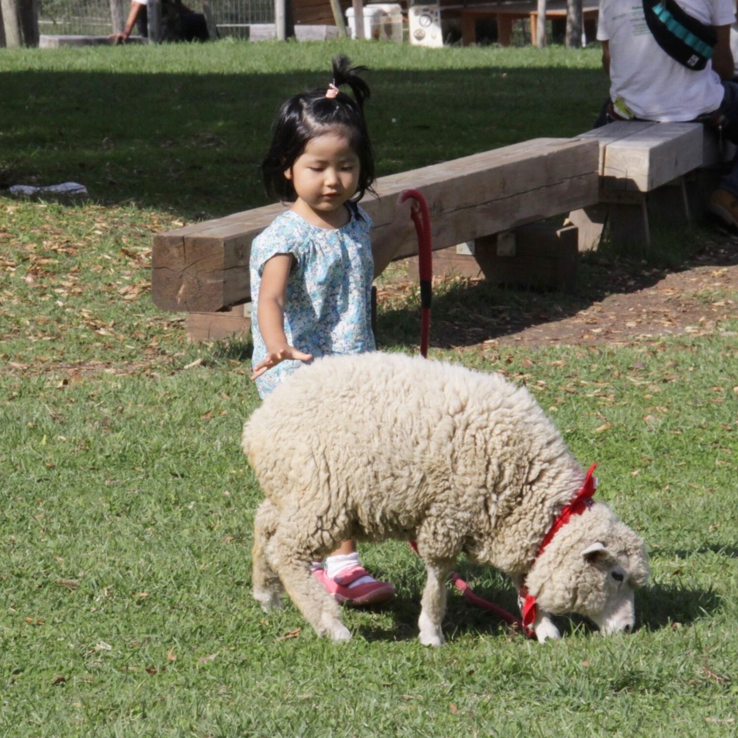 Play at Ikaho Green Ranch - Walk with the sheep