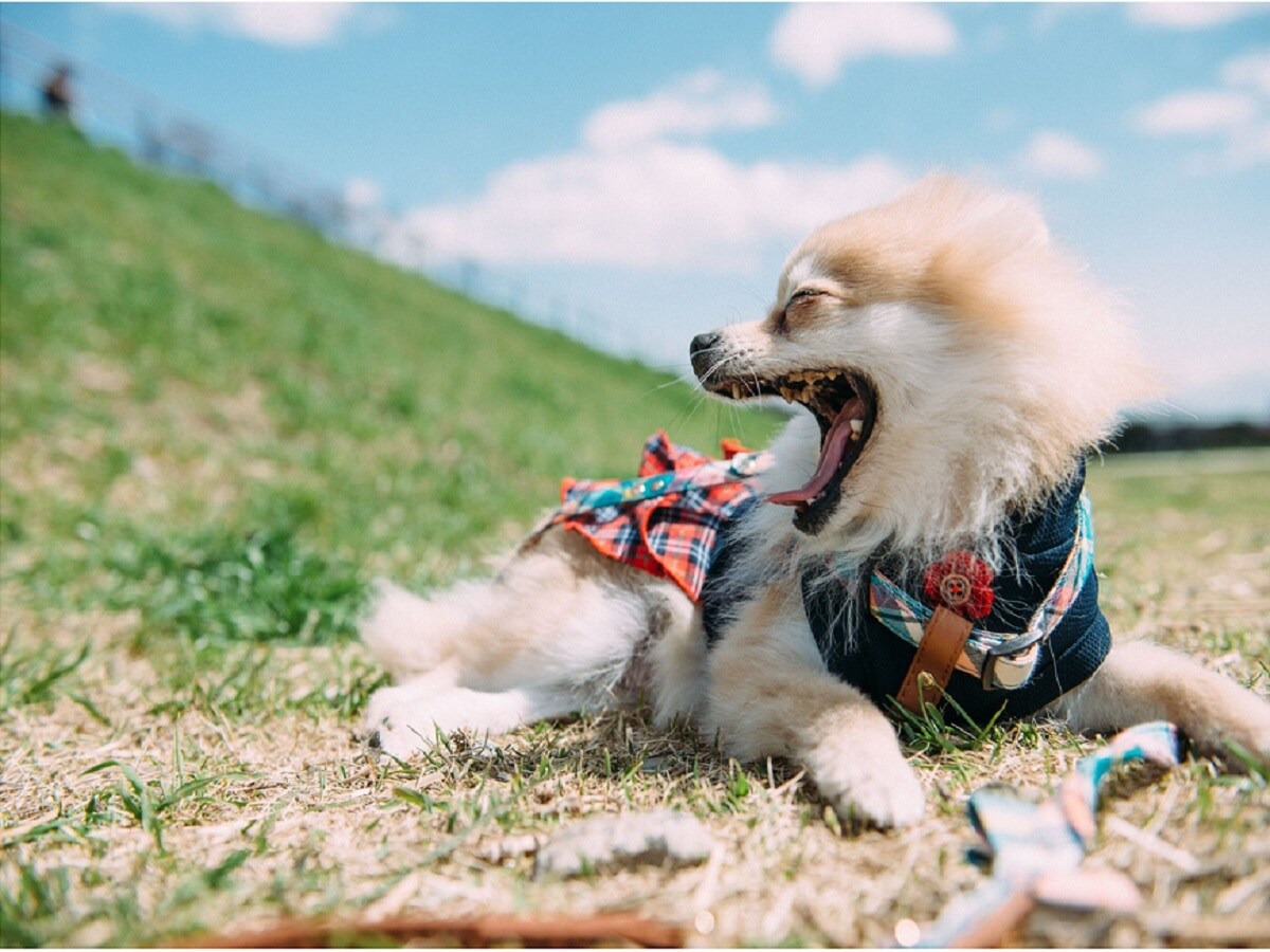 [Dog × Stay] Dog-friendly plan now on sale♪