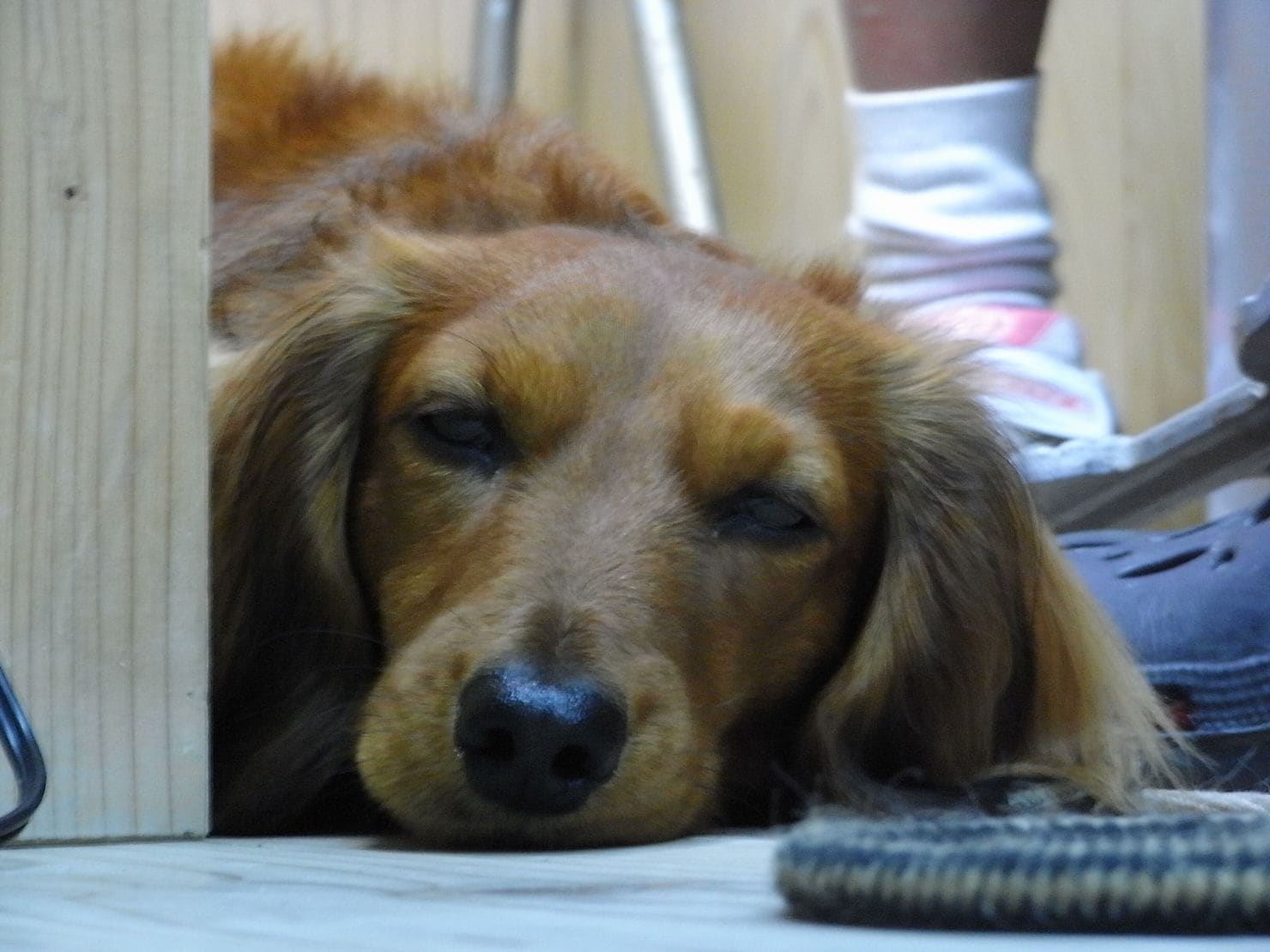 Dogs can stay overnight.