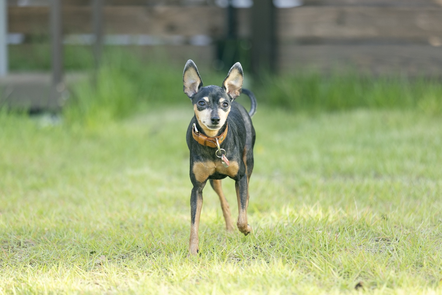 Dog③