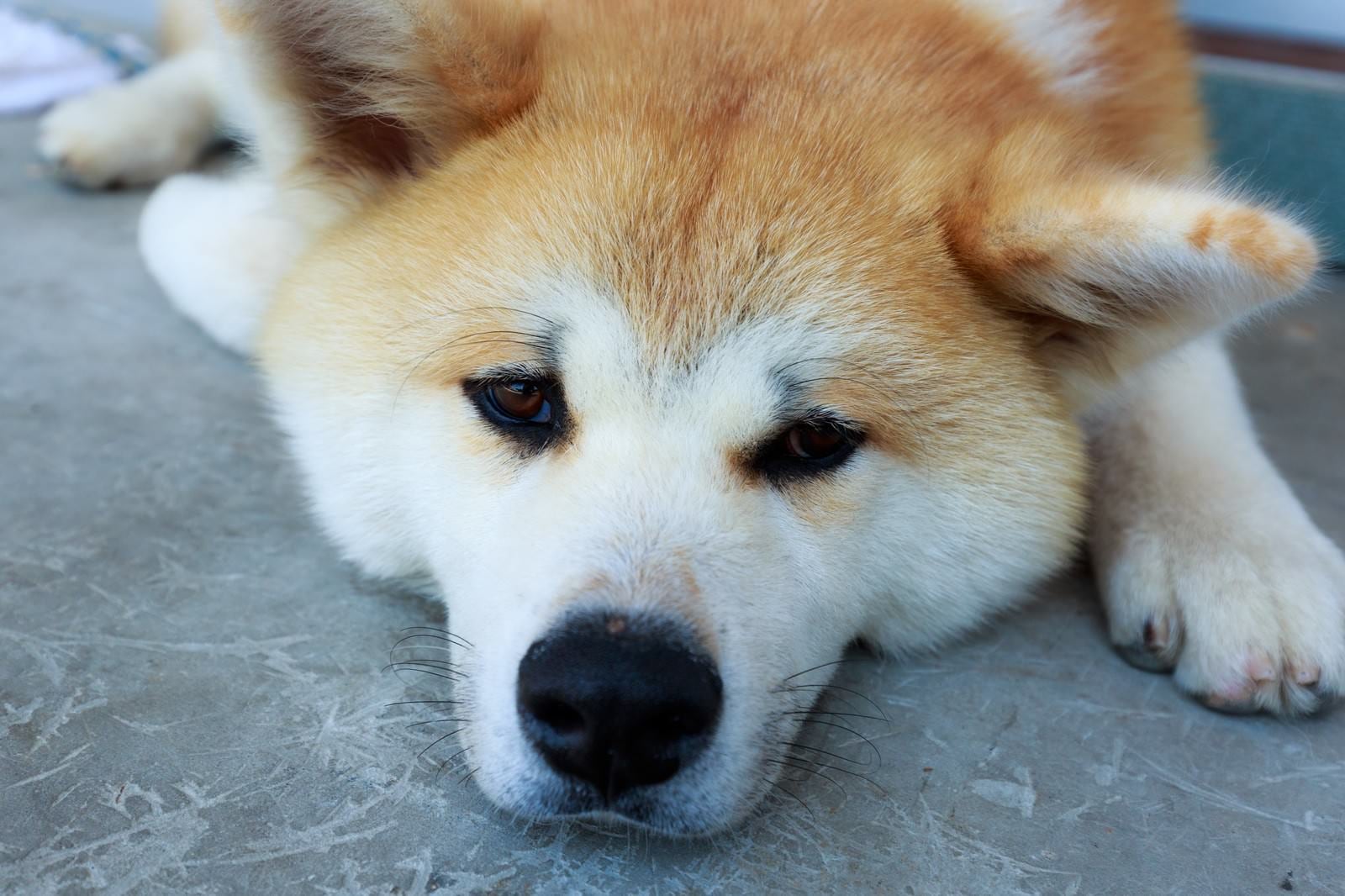 Pet image