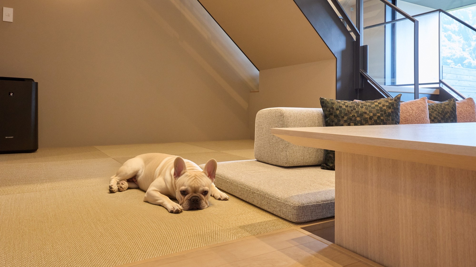 E_Dog type rooms allow pets.
