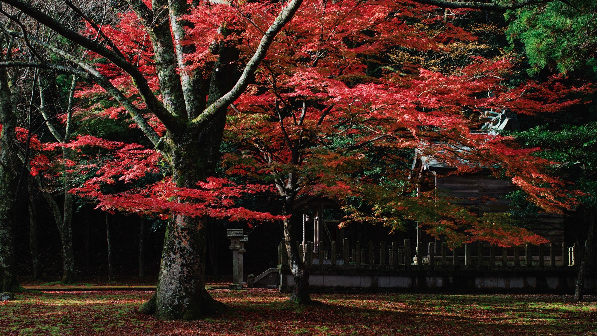 【熊川宿的街景，被指定为文化财产】