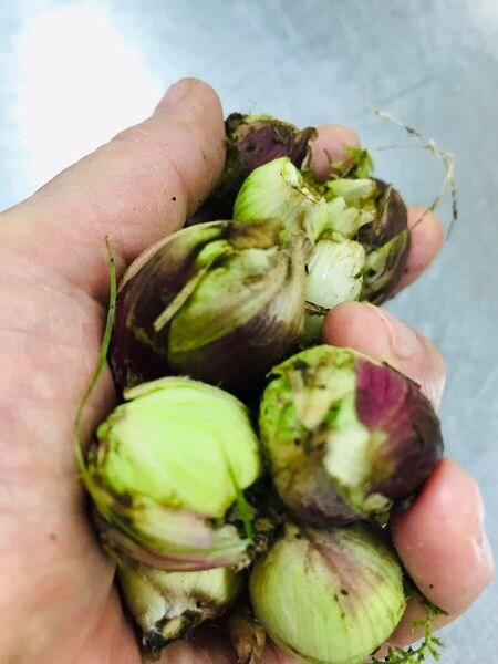 Tunas Butterbur17 November 2021
