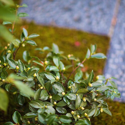 ◆ Garden ◆