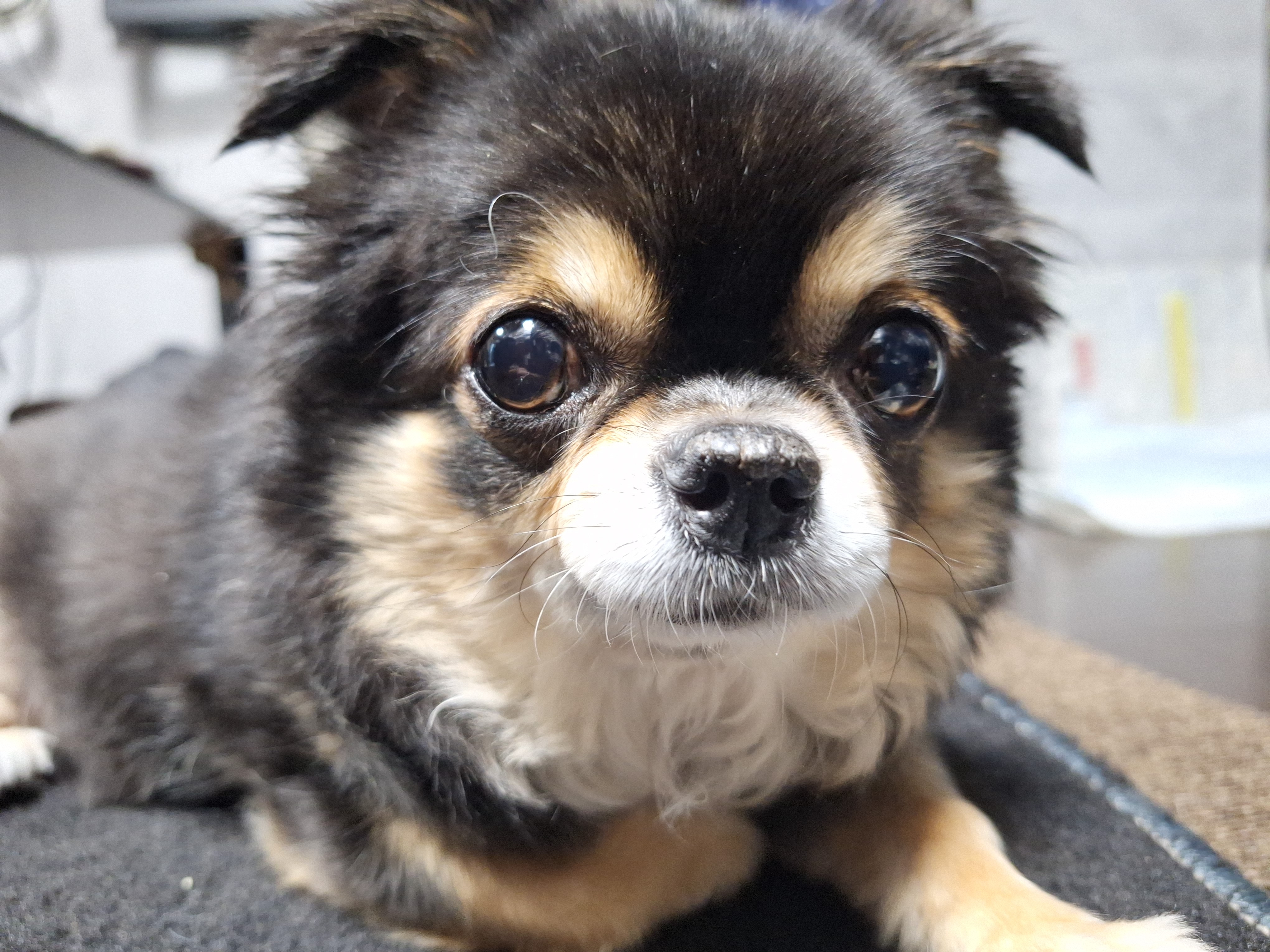 My dog