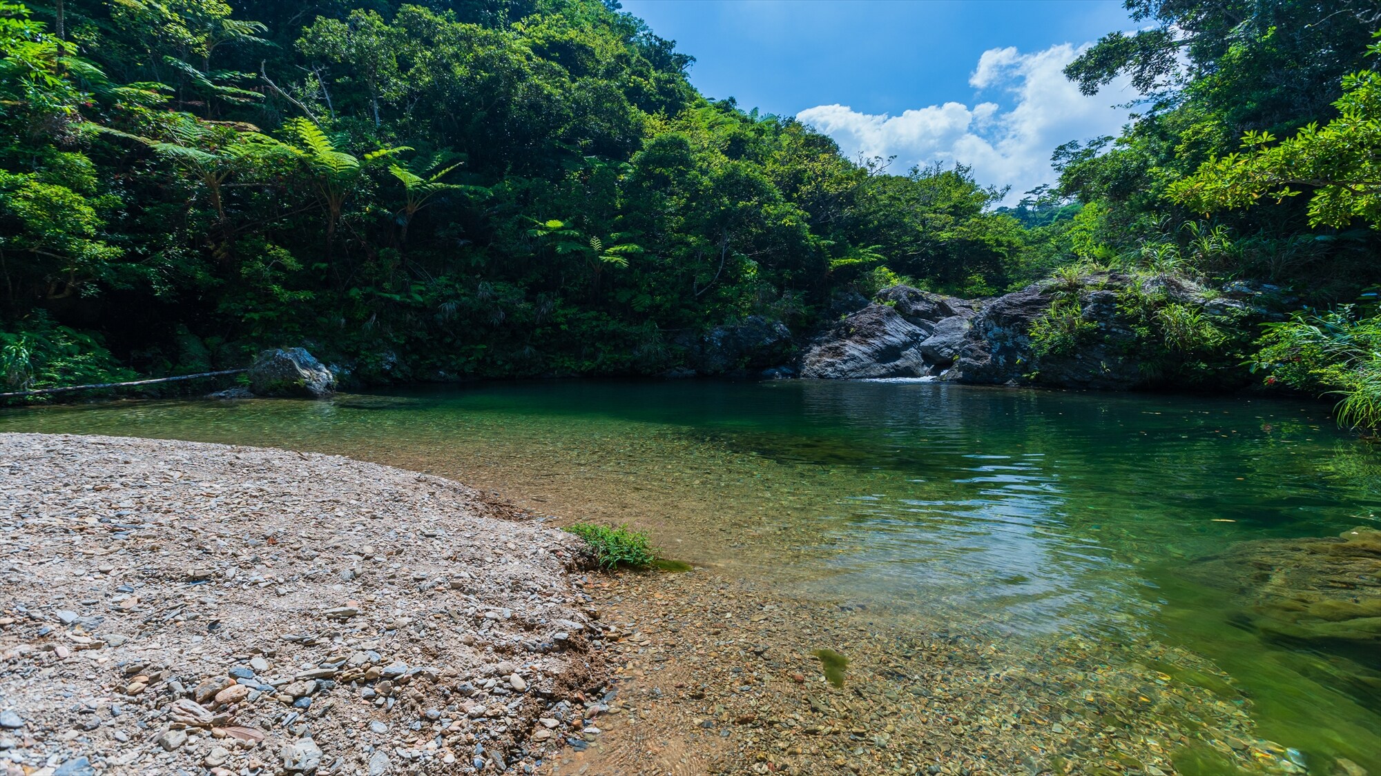 [Ie River] You can enjoy forest bathing in the subtropical forest. Plenty of negative ions ♪