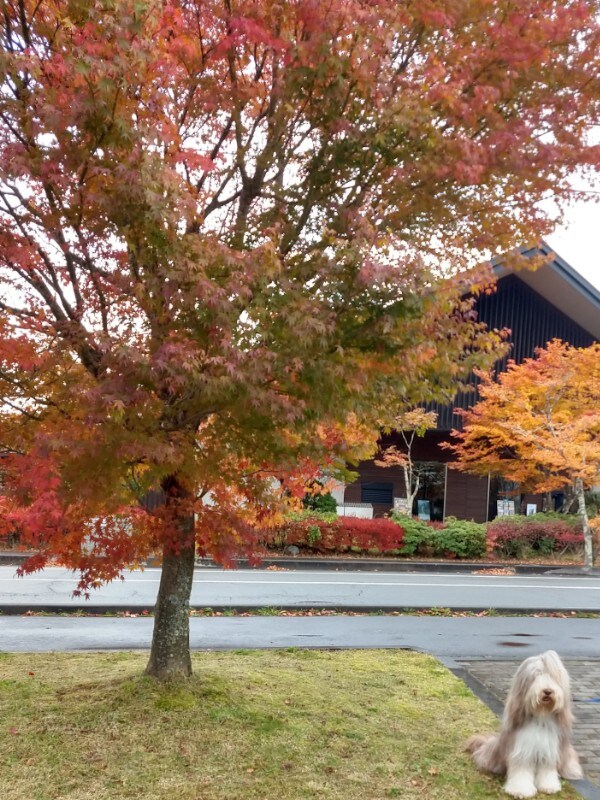 Photo Autumn 1