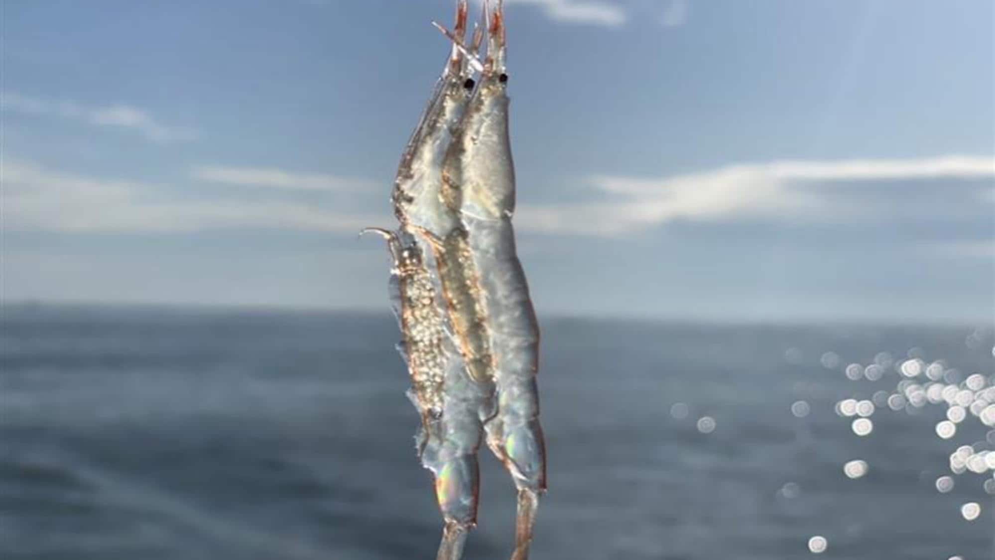 도야마만에서 어획한 흰새우 ※이미지