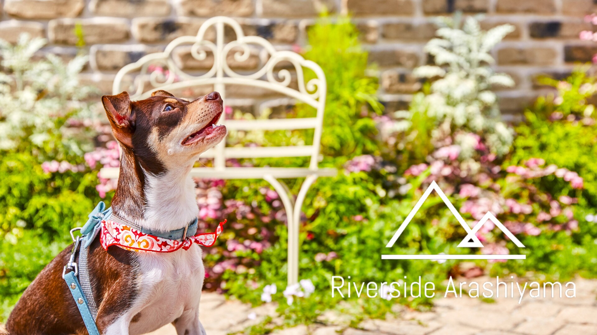 [Standard Plan] Travel to Arashiyama with your dog♪ (Pet-friendly room)