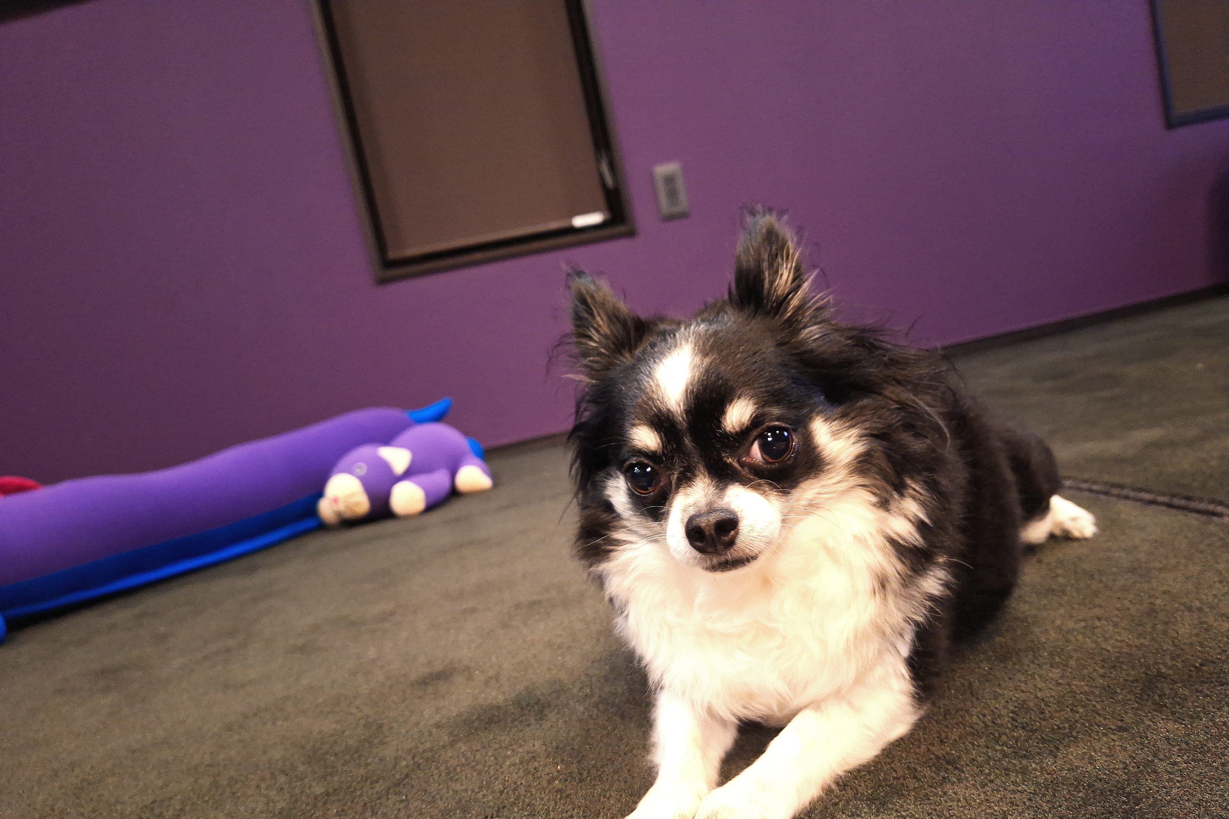 My dog