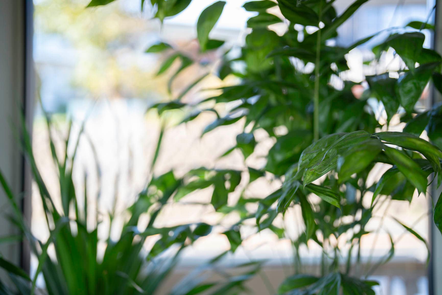 [ไฟคาเฟ่และร้านอาหาร]