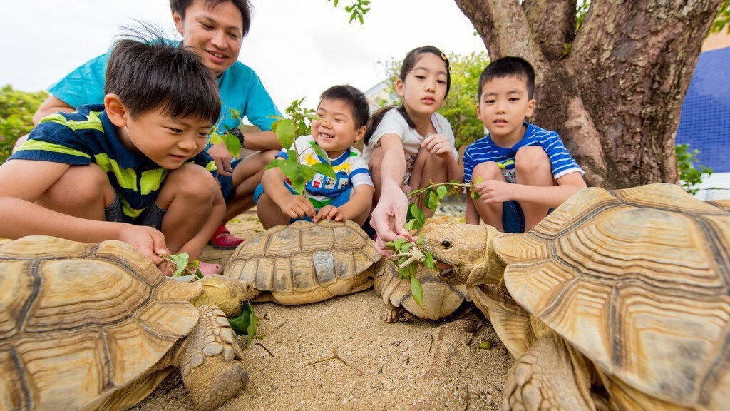 Turtle classroom