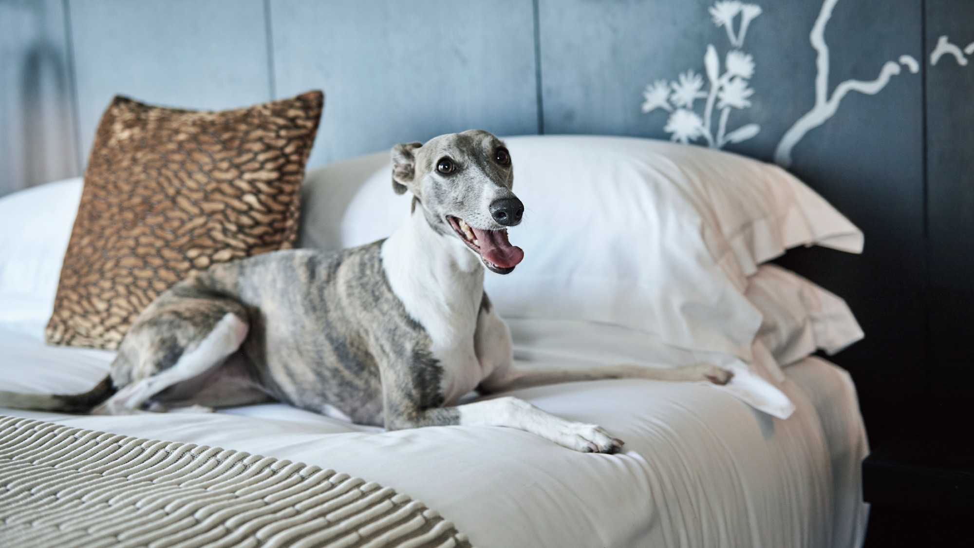 Pet Stay (for plans)