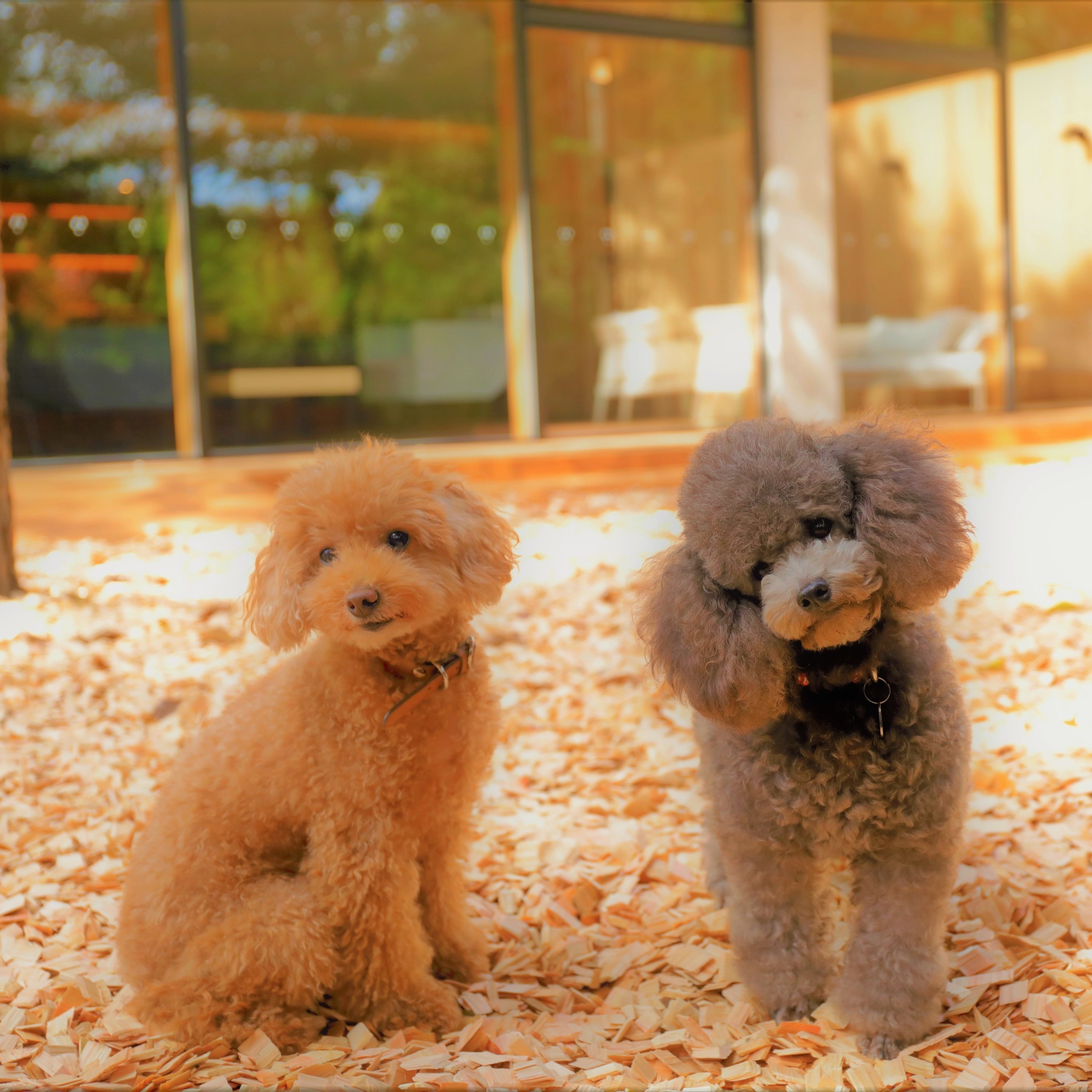 [Dog run] A sunny dog run with the scent of wood chips