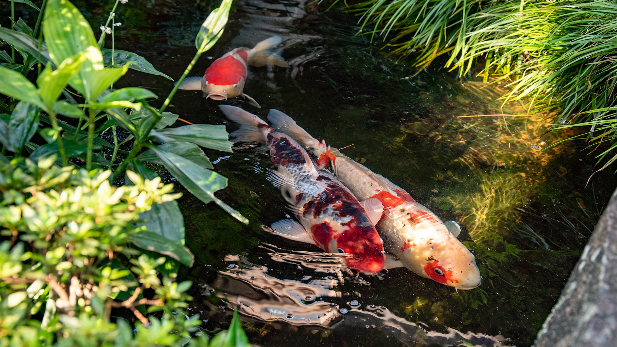 * [Courtyard] A large white carp that swims leisurely