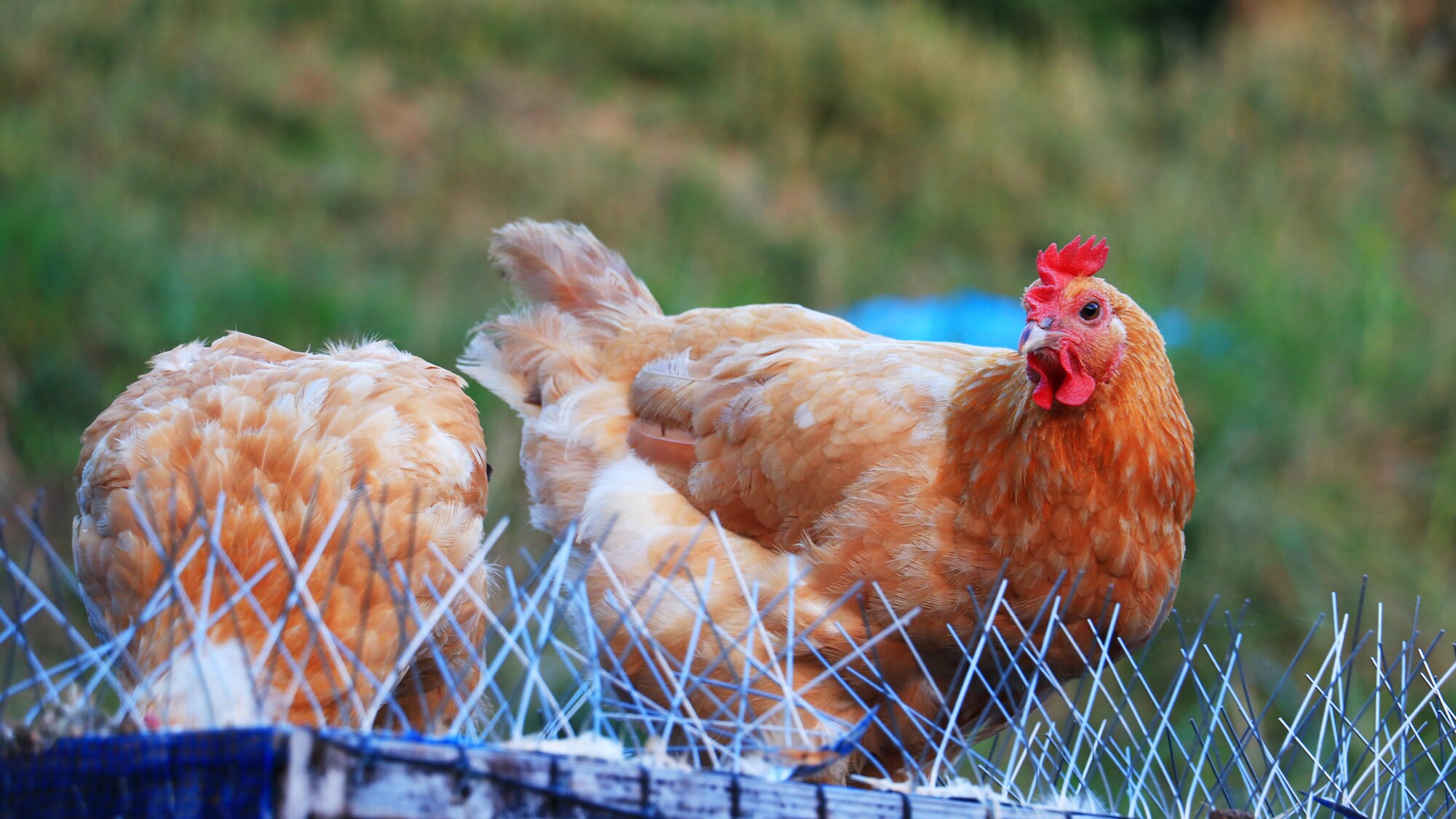 [Chicken]