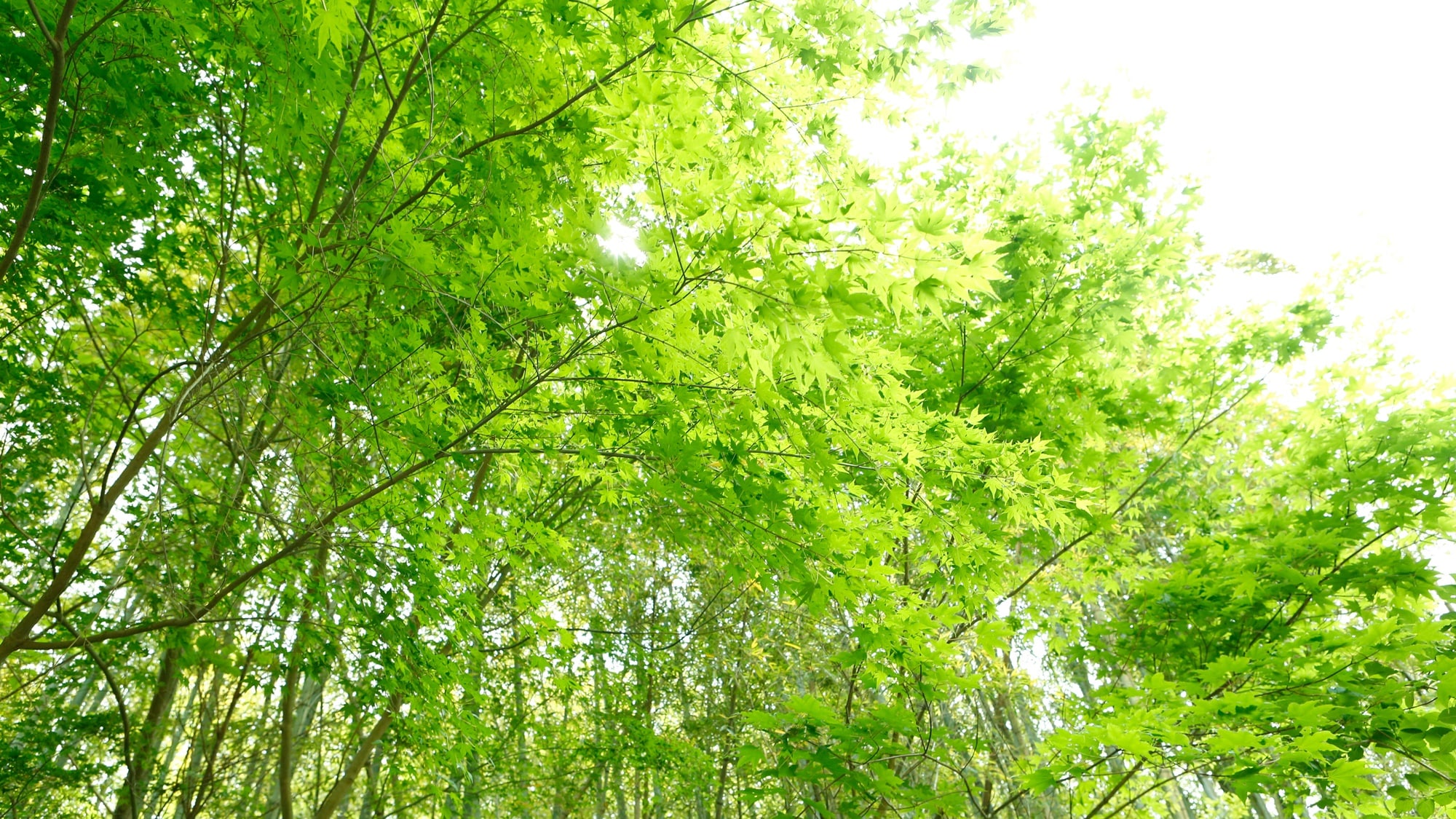 A moment from early summer♪