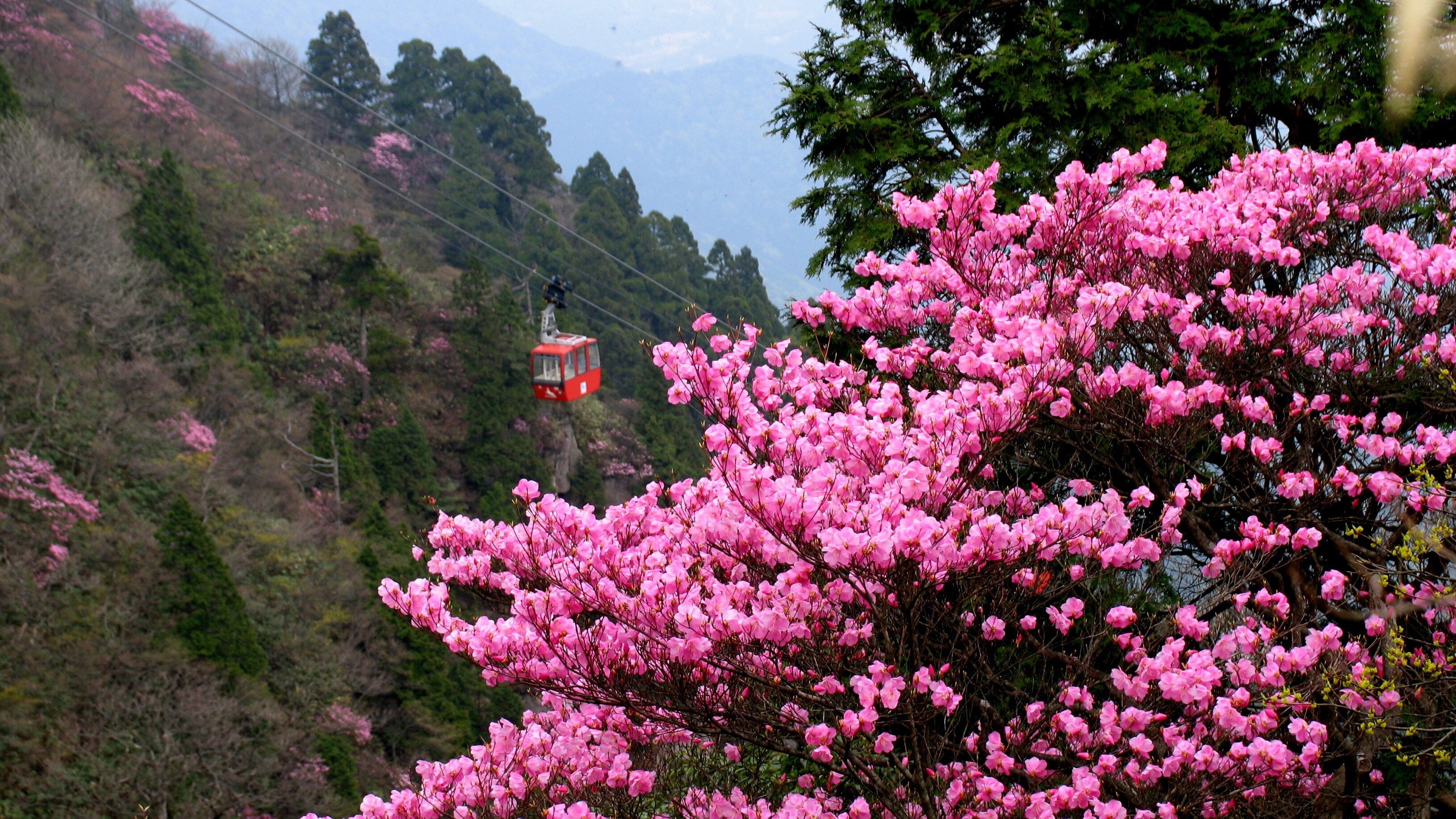 [Kereta Gantung Gozaisho] <Sekitar 60 menit naik mobil dari hotel> Bunga, liburan musim panas, dedaunan musim gugur, salju putih keperakan... kereta gantung tempat Anda dapat menikmati empat musim