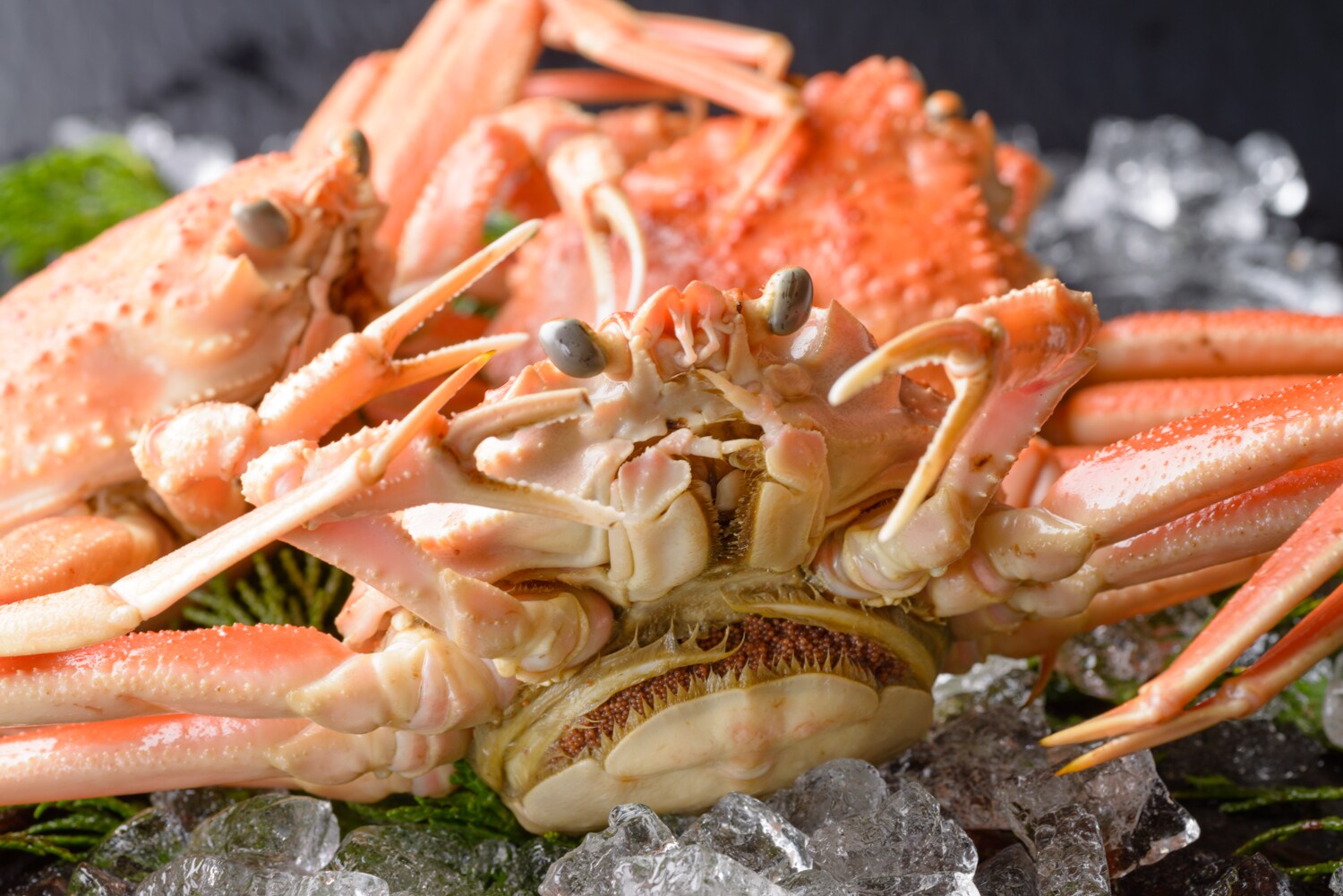 Female Matsuba crab "Seko crab"