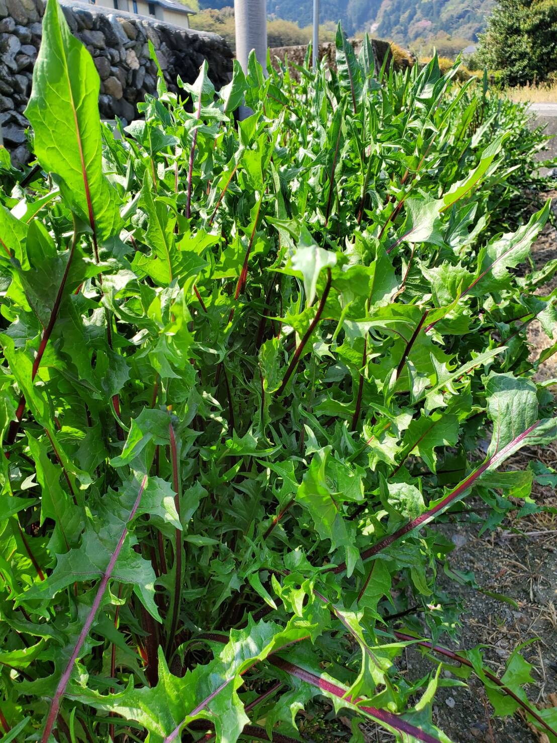 Home-grown vegetables