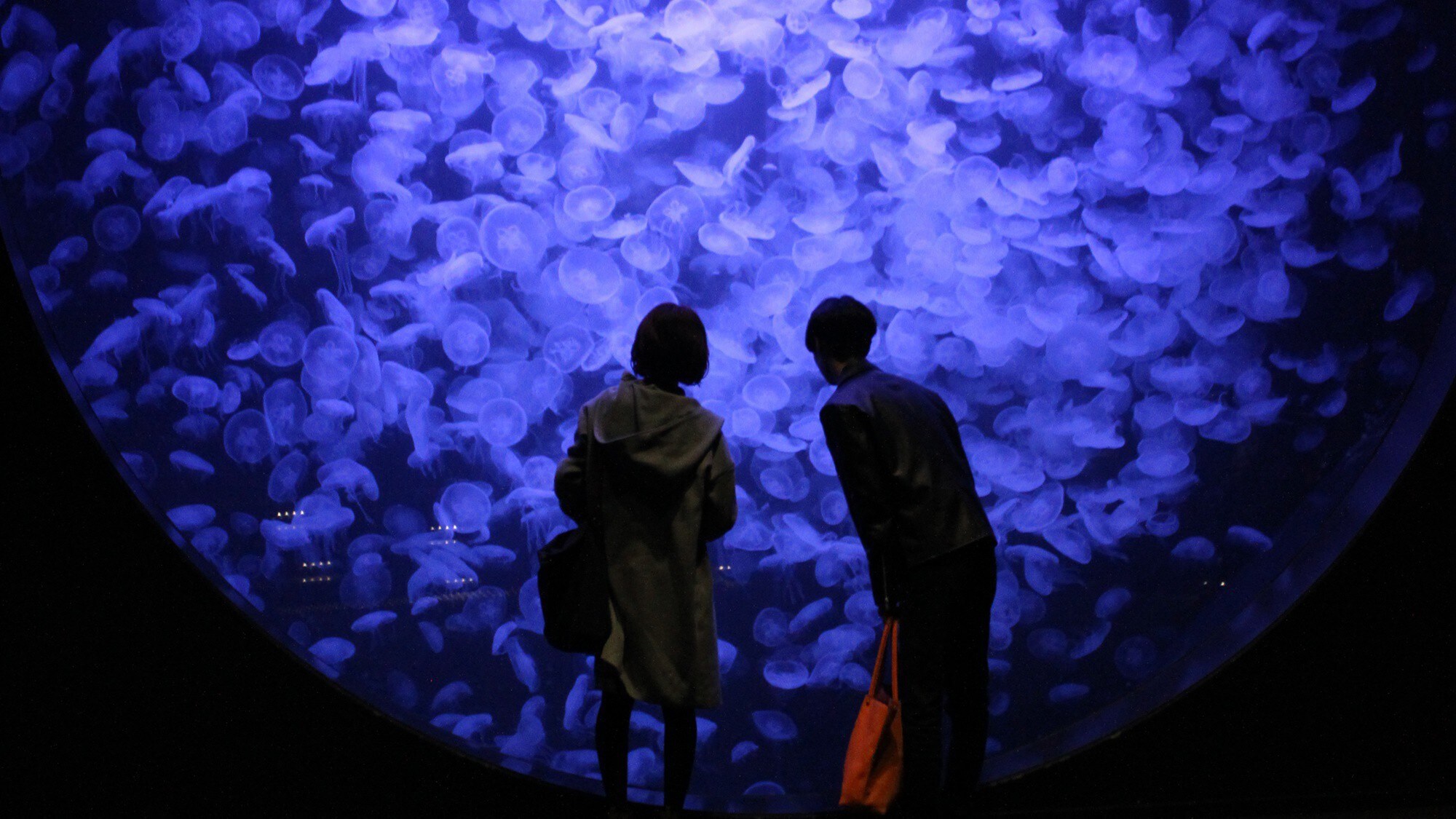 [Kamo Aquarium] The world-famous 5-meter diameter Jellyfish Dream Theater