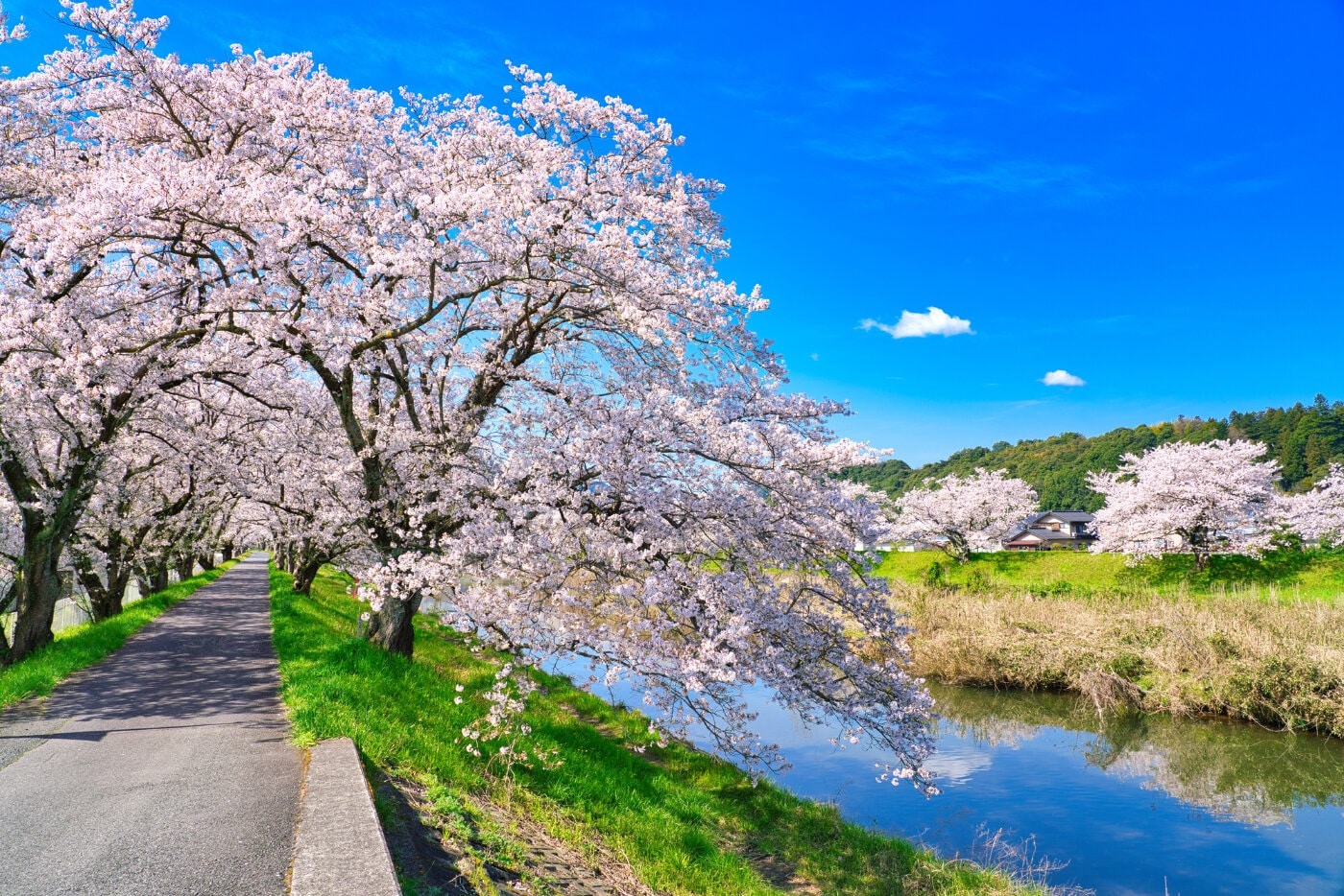 法勝寺　桜
