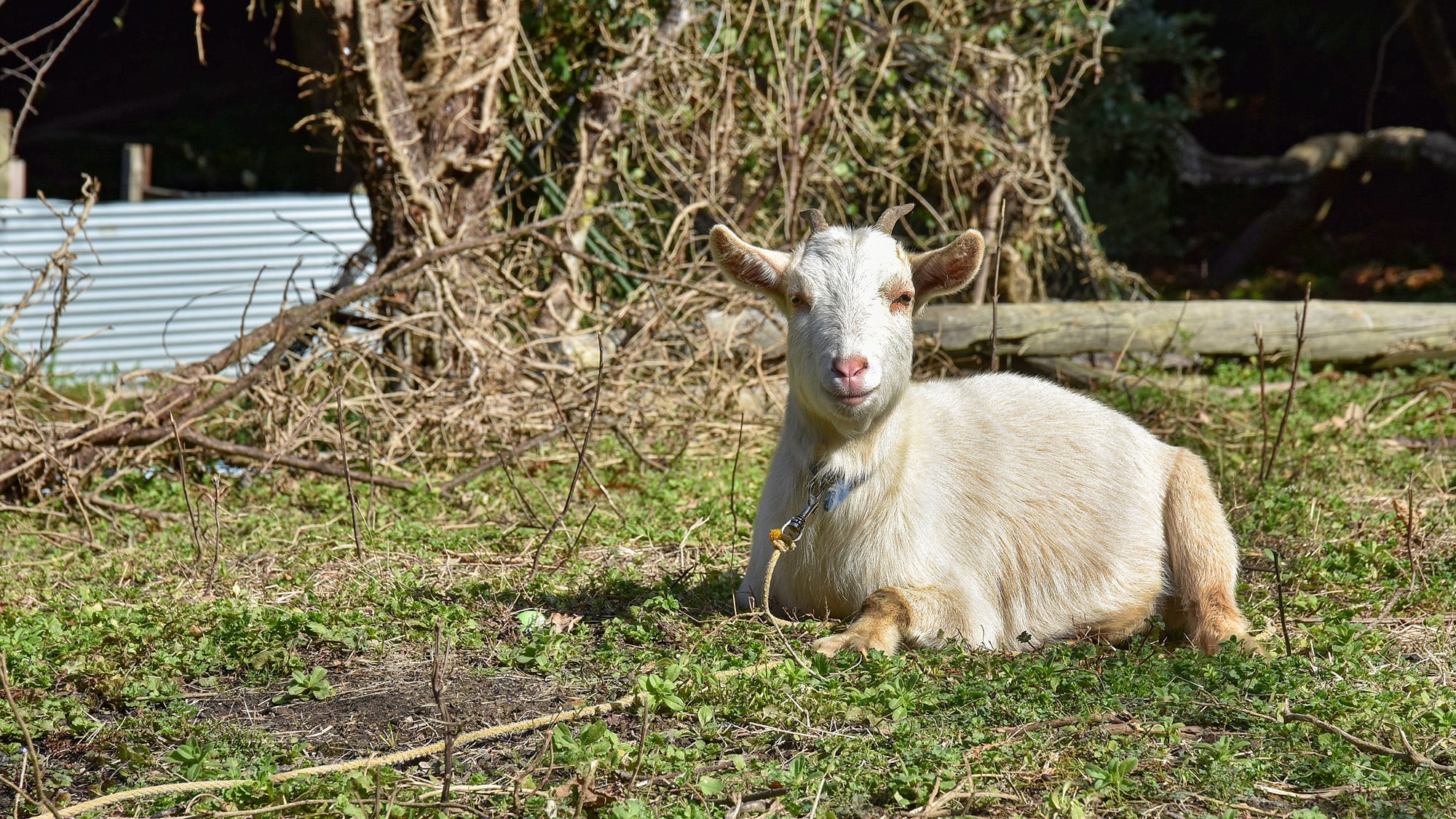 *[Our signature goat] 100% soothing! This friendly goat will greet you with a cute cry of "meeeee."