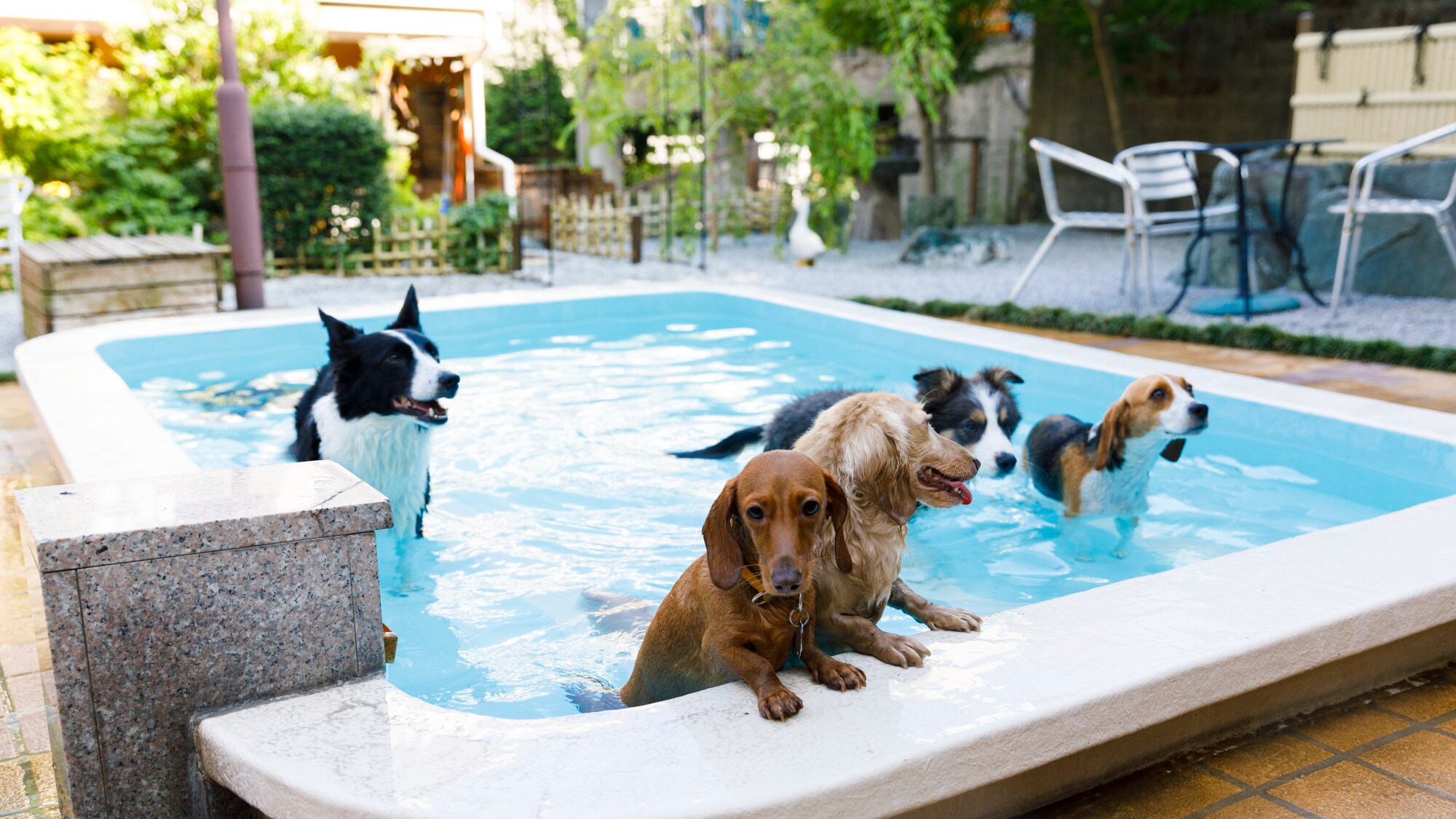 [Dog run with hot spring pool]