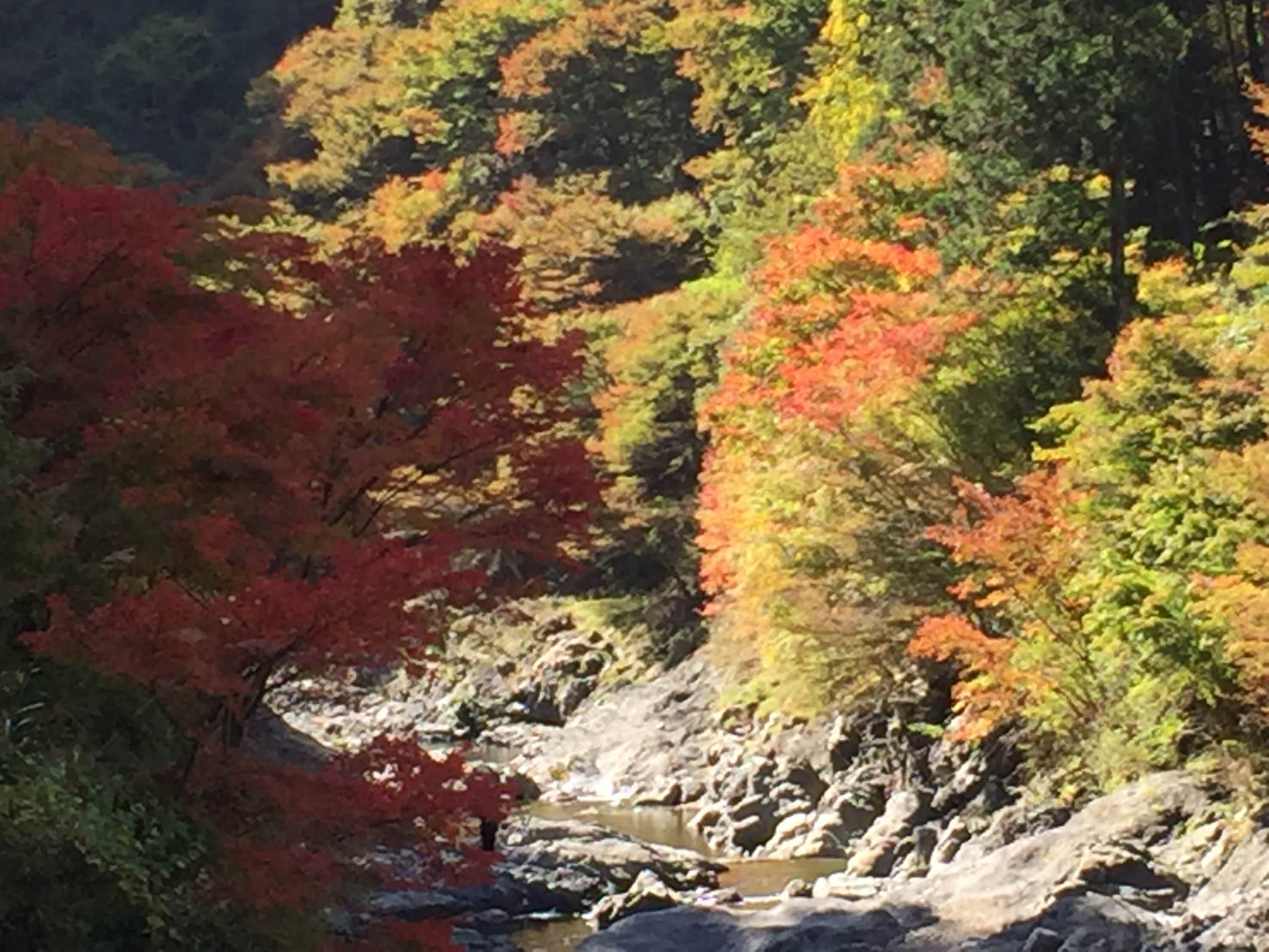Autumn leaves of Kawarabi River