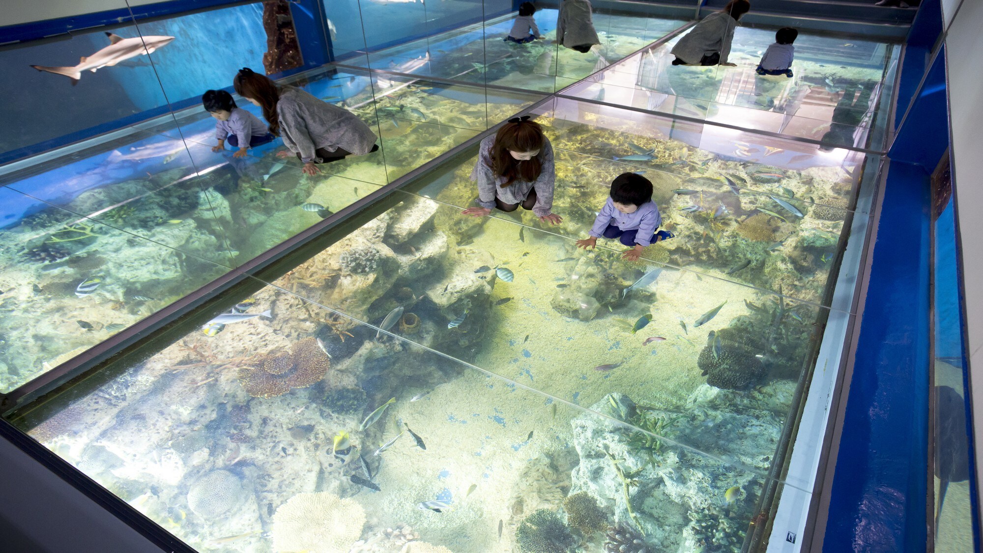 Echizen Matsushima Aquarium: A place where you can see, touch, and enjoy.