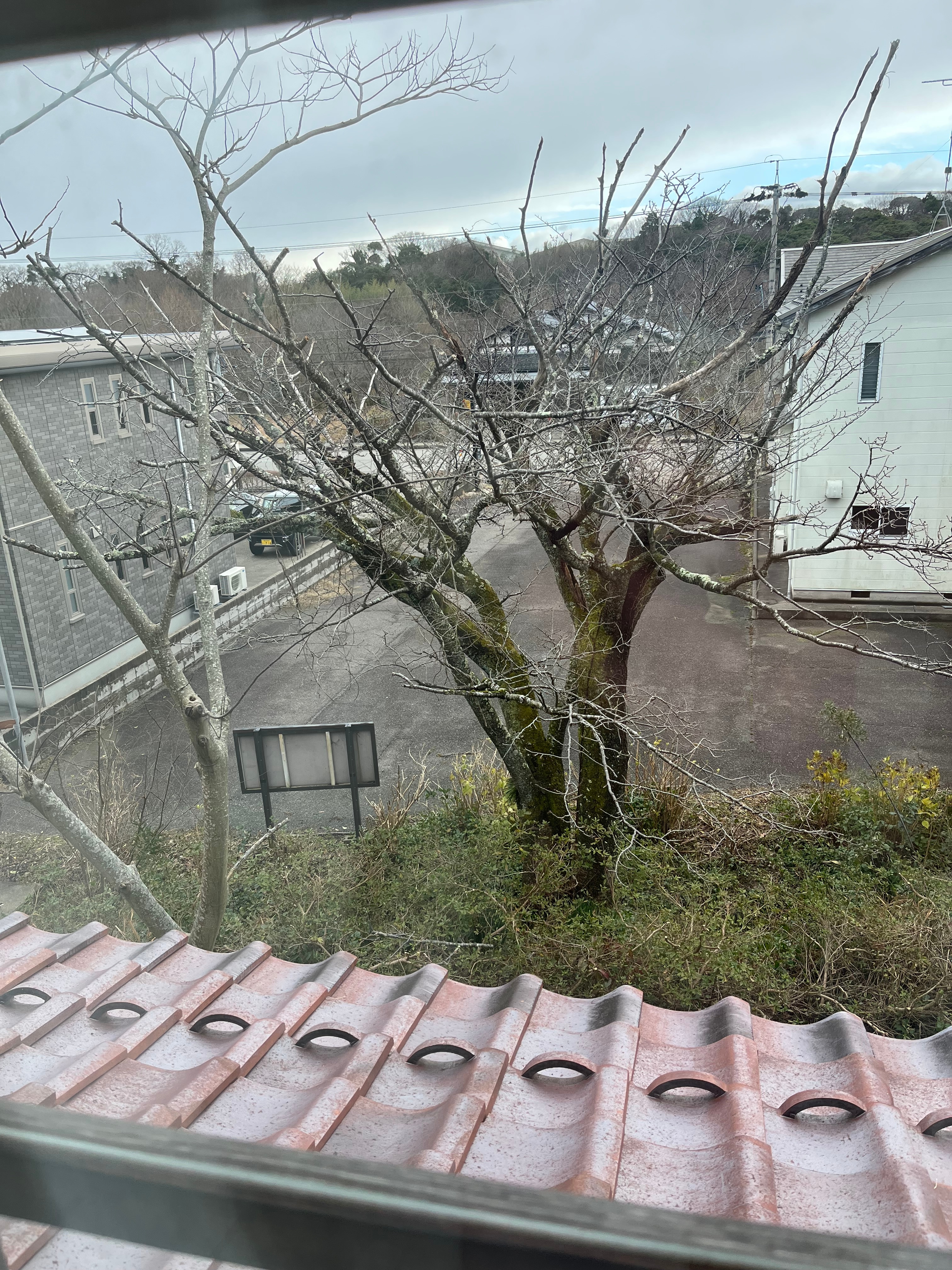 Hashitate-kikuzakura (cherry blossoms) among the cherry blossoms