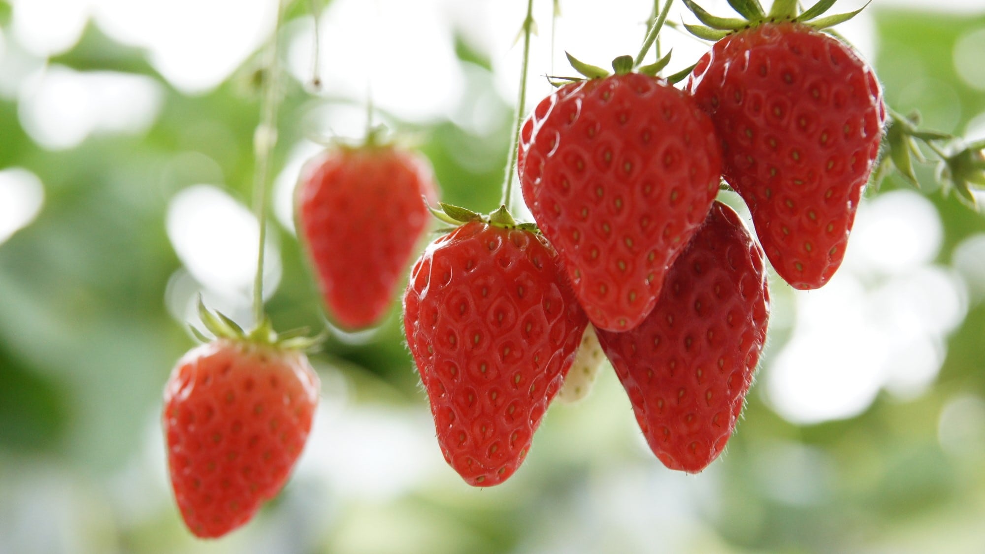 The fun of choosing delicious strawberries ♪♪