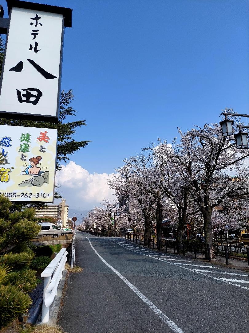 20260329_143642　ホテル八田前の桜（縦）.jpg