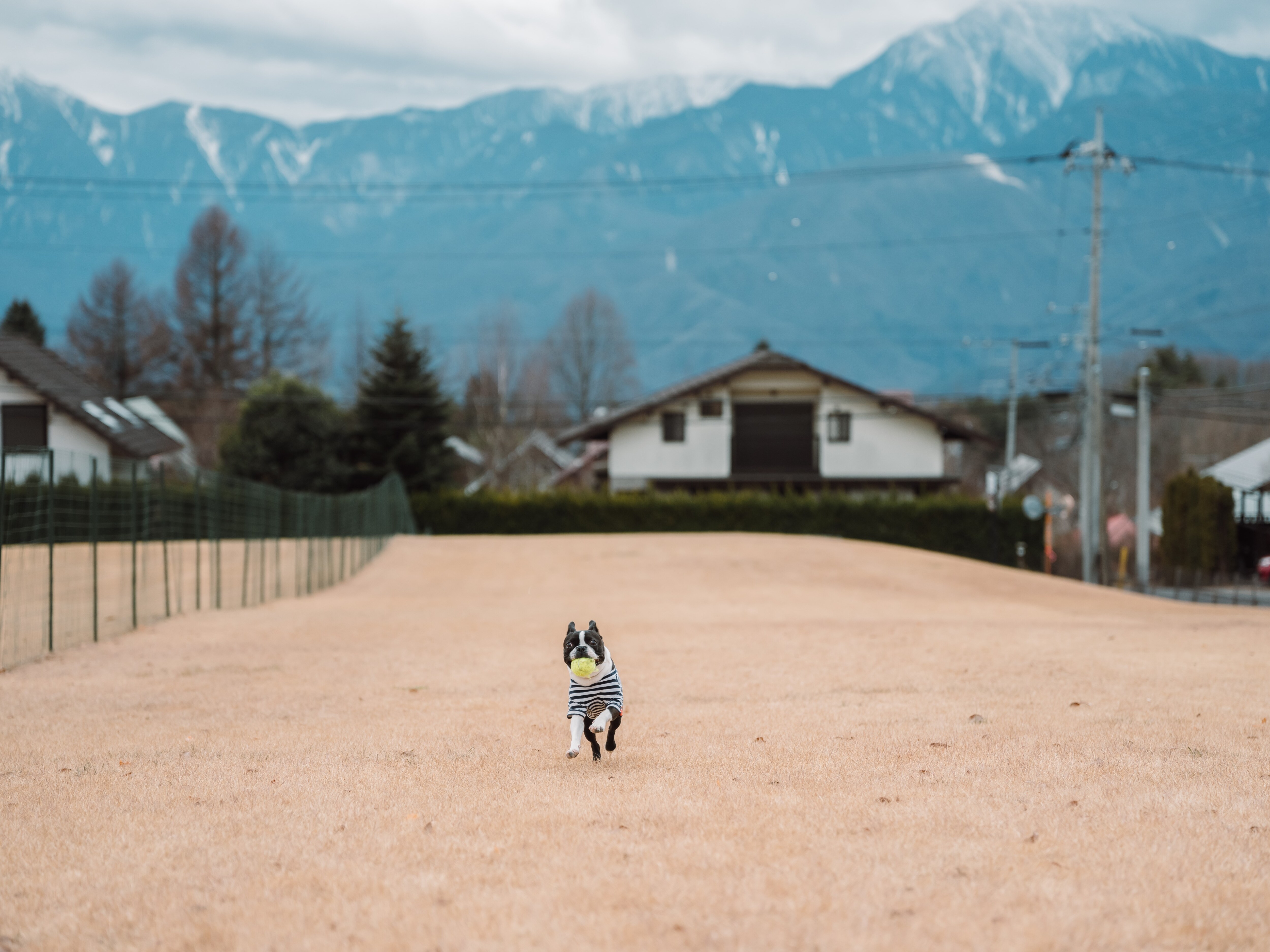 狗跑狗